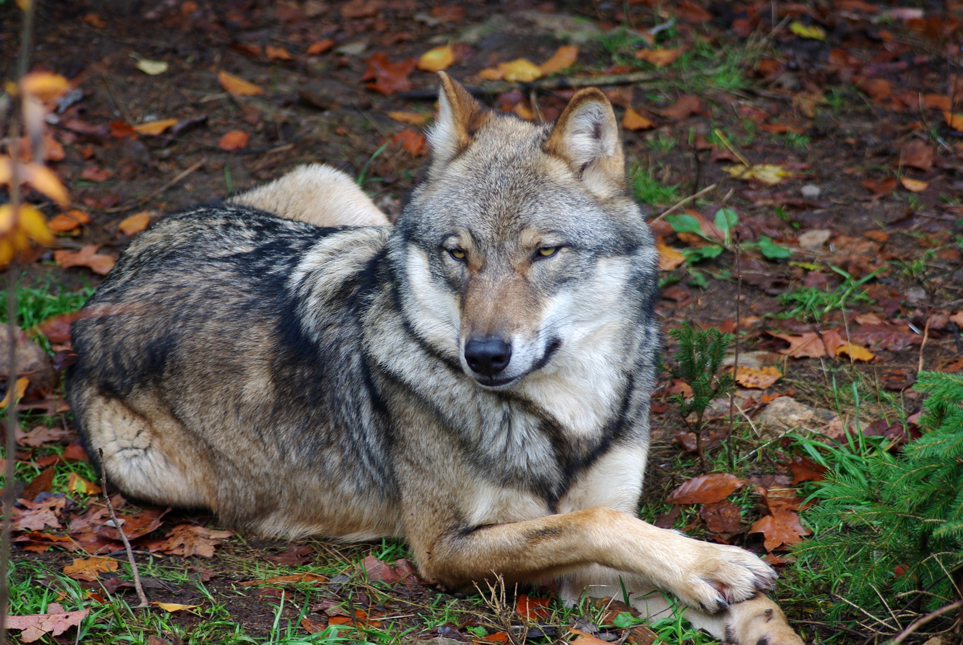Wild wolf photo