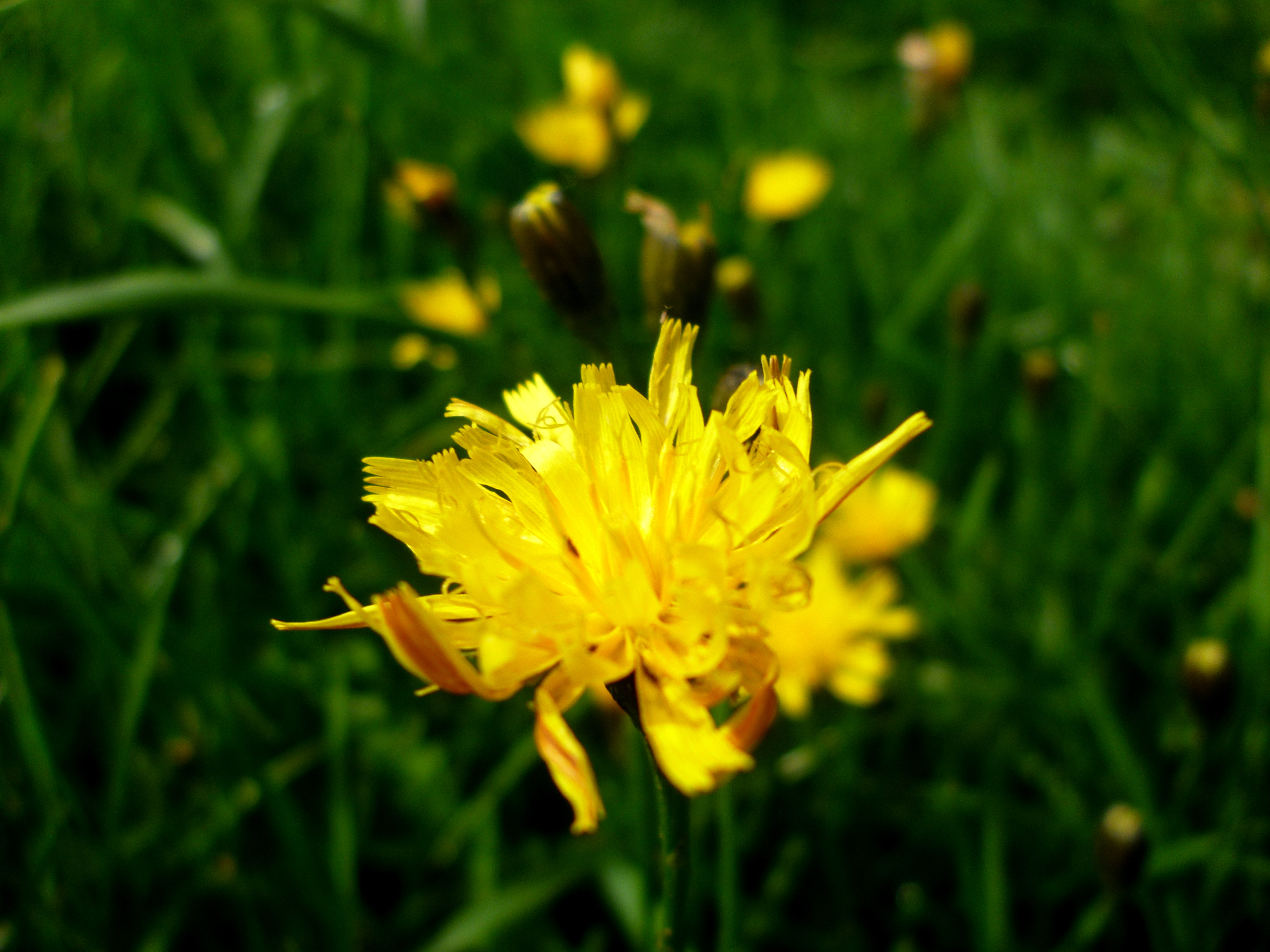 Wild yellow flower Dandelion — Steemit