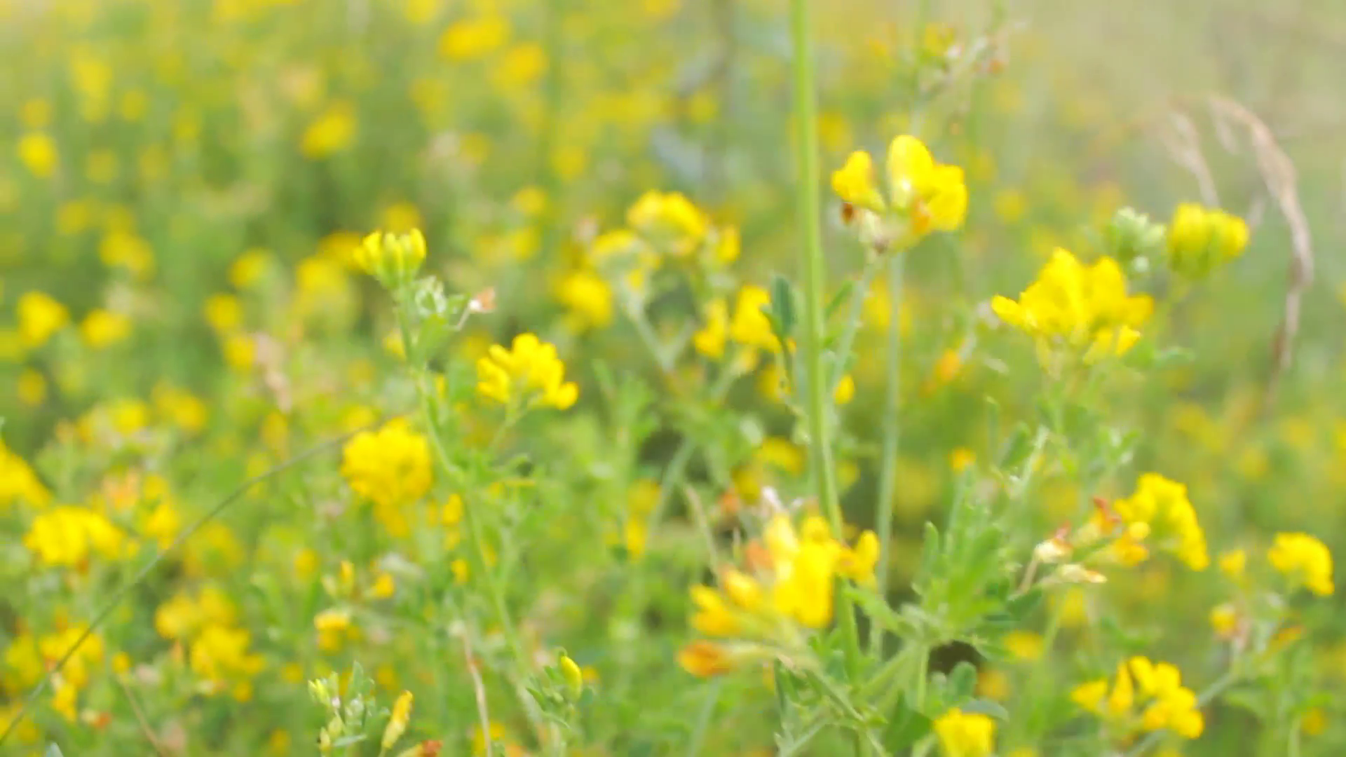 Camera moving through wild yellow flowers in the meadow Stock Video ...