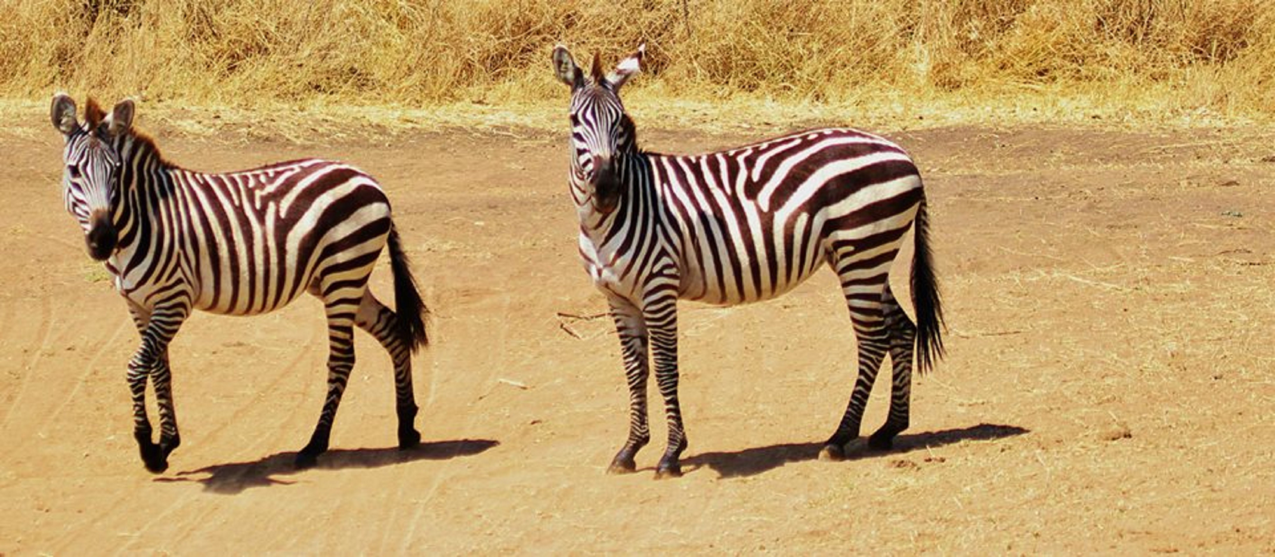 Free Photo of Zebra wild