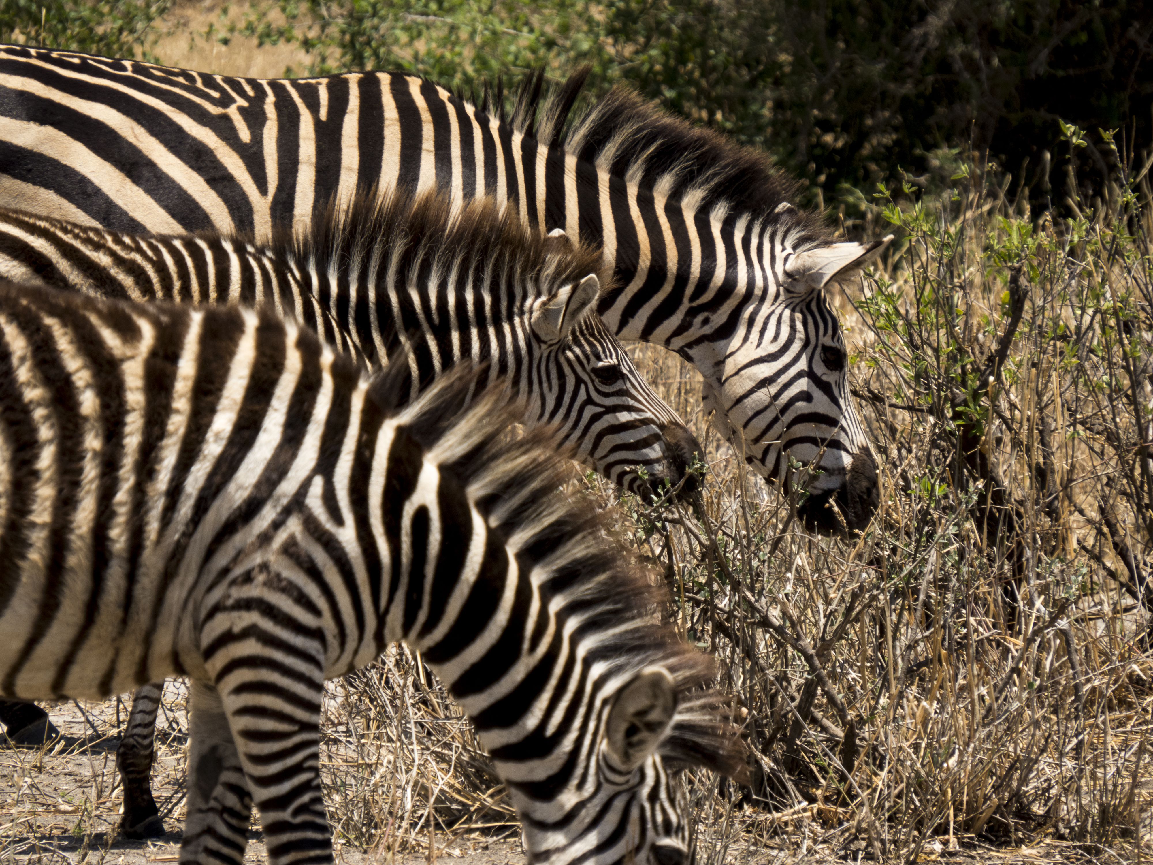 Wild zebra 2 | My Photos | Pinterest