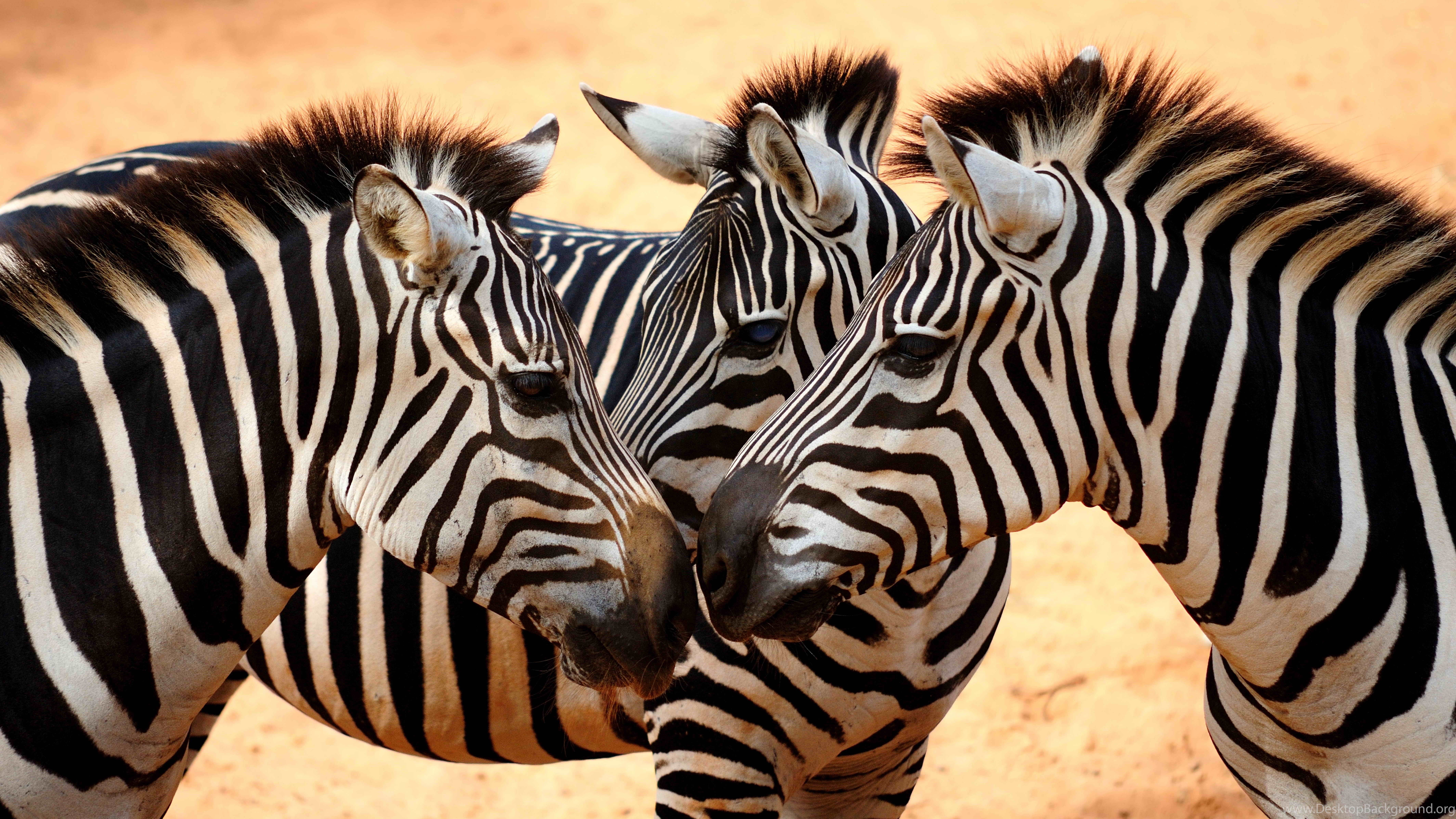 Zebra Wallpaper, Animals / Wild: Zebra, Savanna, Cute Animals ...