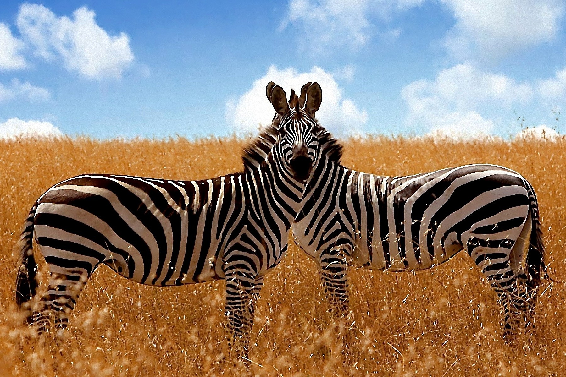 Zebra: Wild Zebras Zebra Pictures Wallpapers HD 16:9 High Definition ...