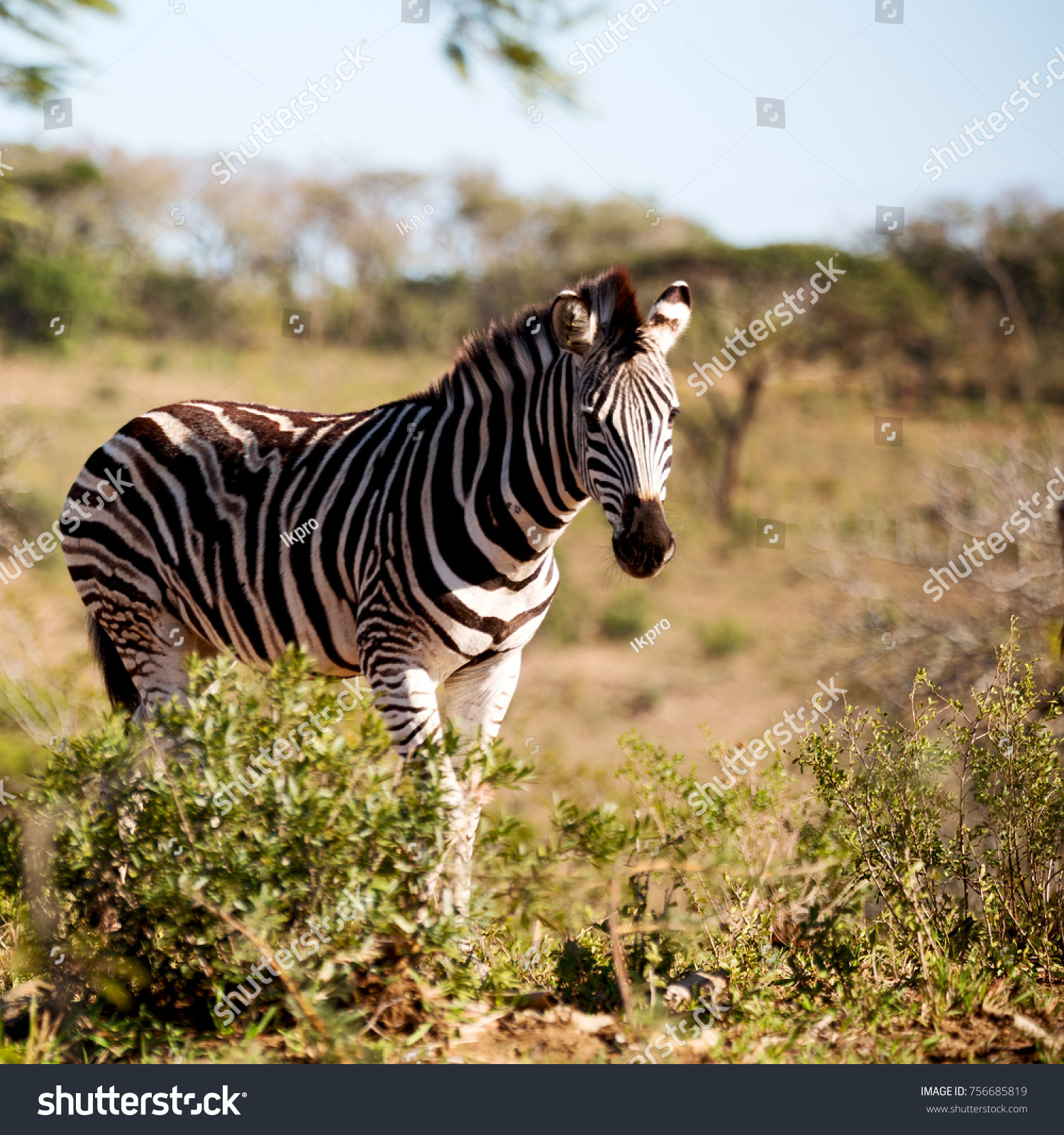 Blur South Africa Mlilwane Wildlife Nature Stock Photo 756685819 ...