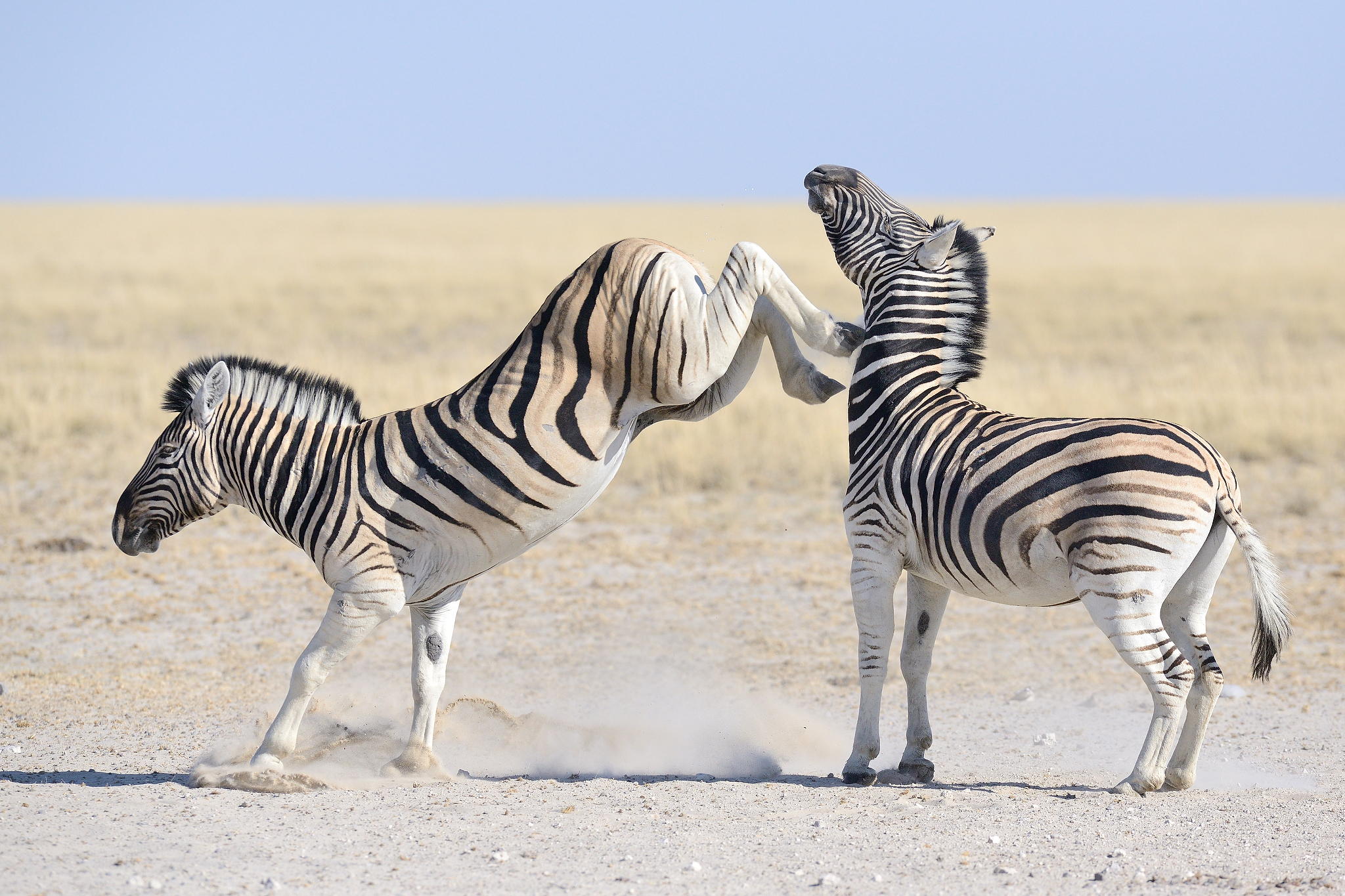 500px Blog » The passionate photographer community. » Zebra Fights ...