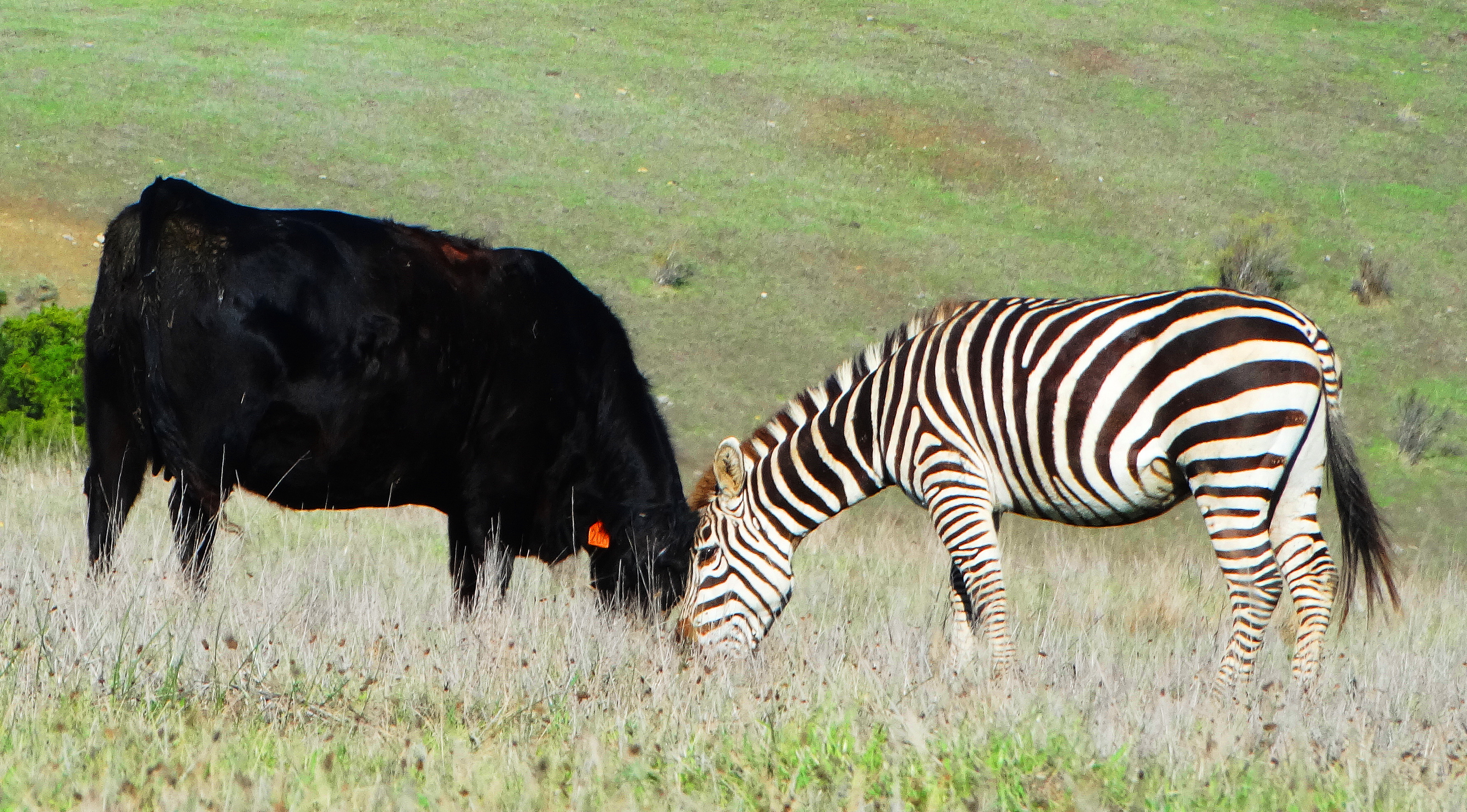 California's Wild Zebras & Elephant Kids~ |