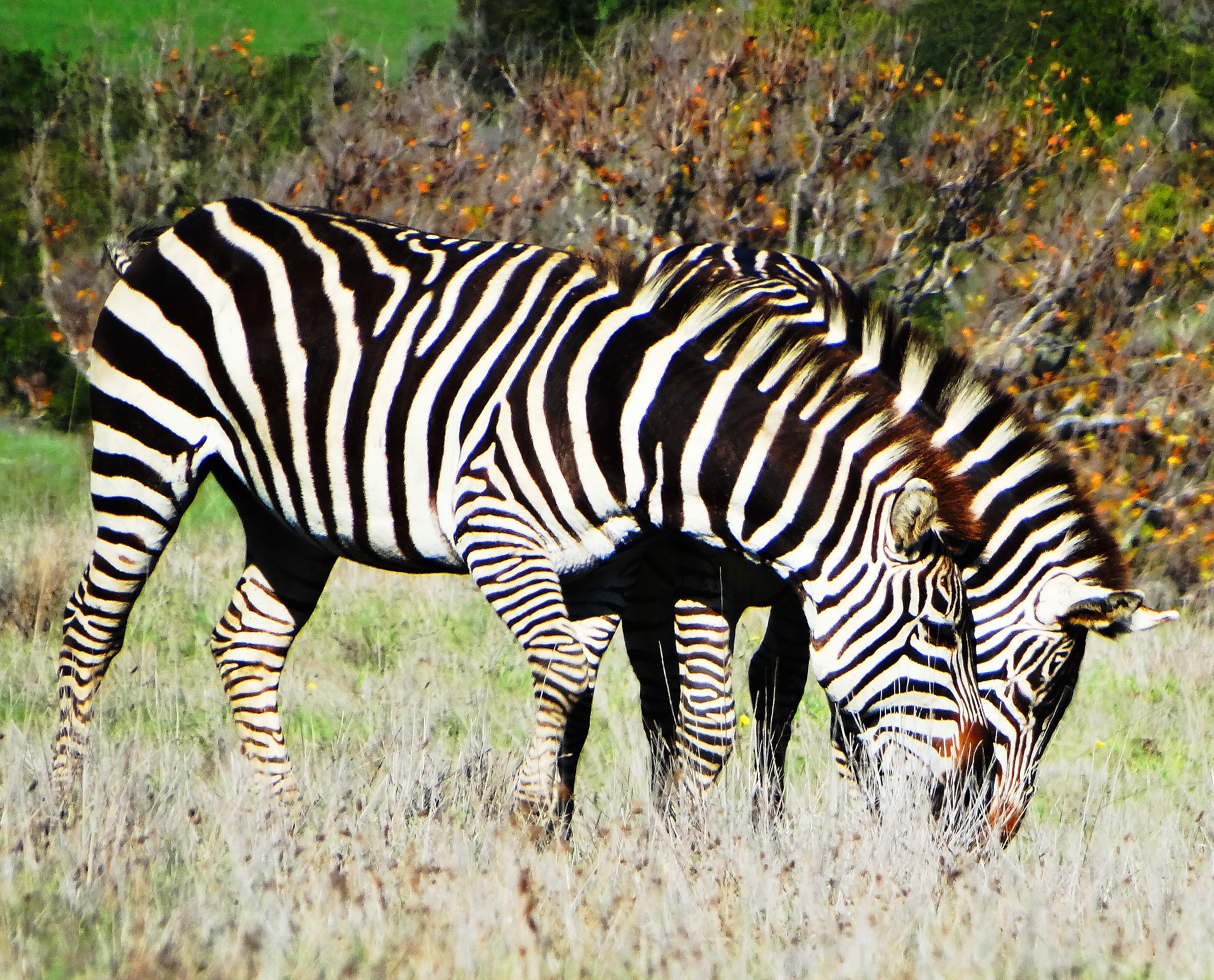 California's Wild Zebras & Elephant Kids~ |