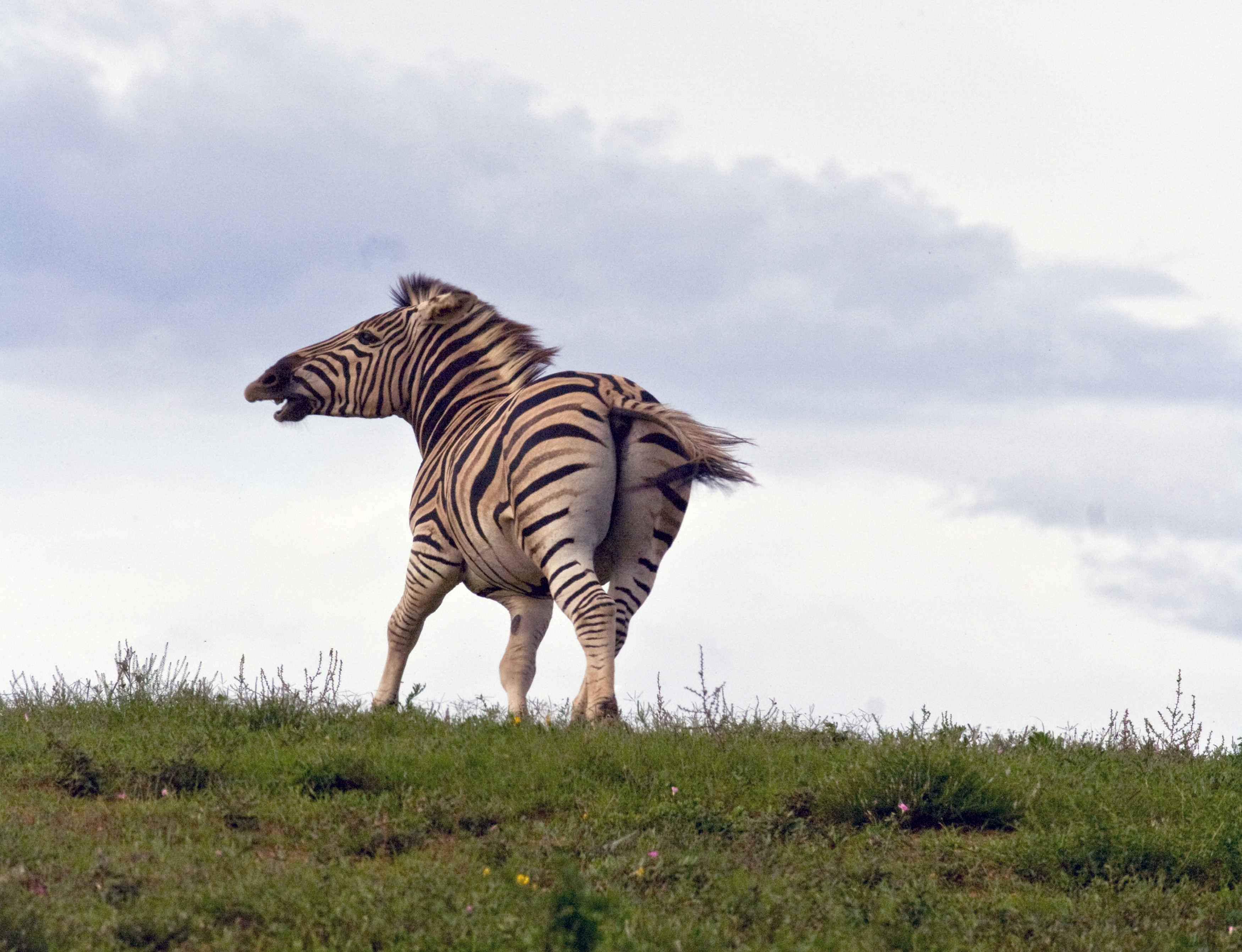 Running Wild Zebra - Pentax User Photo Gallery