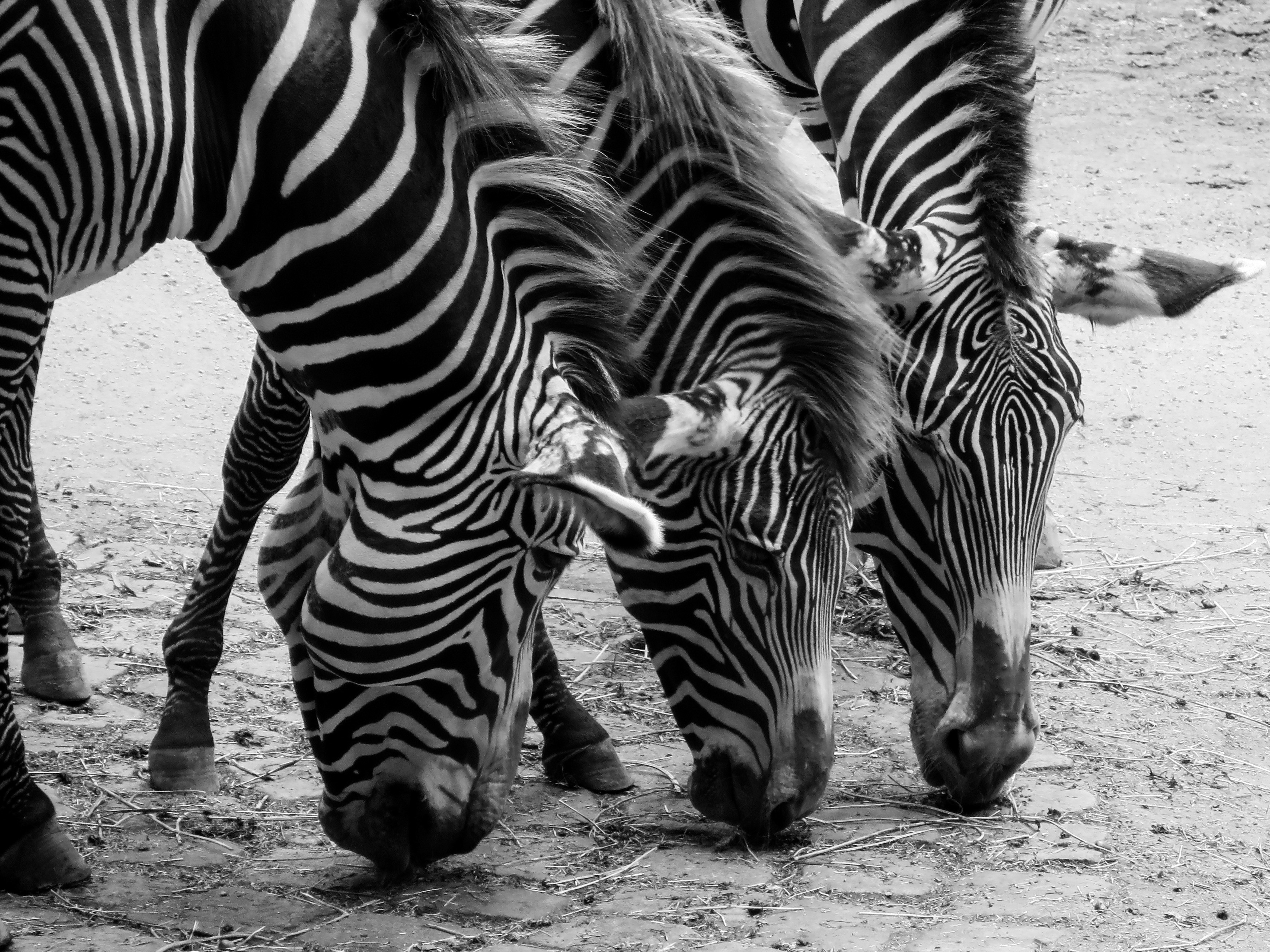 Wild zebras photo