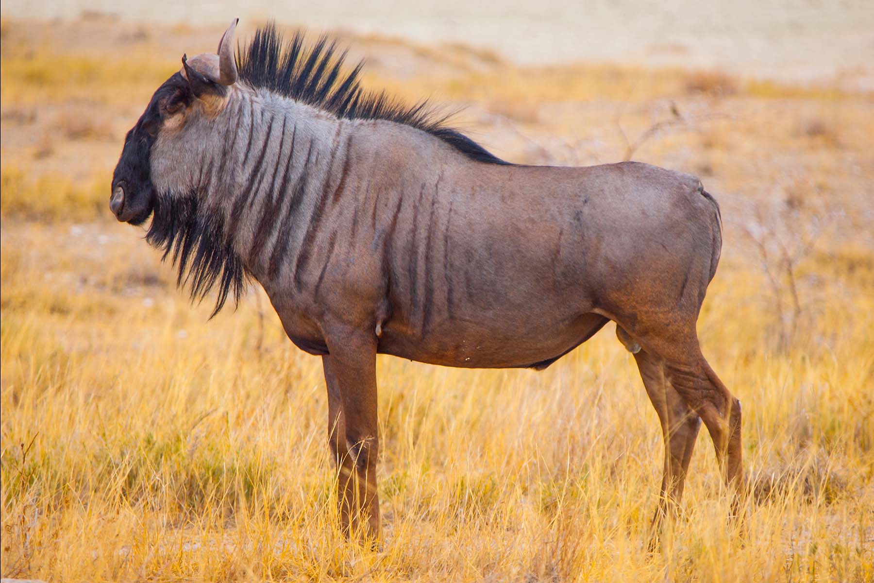 wildebeest (noun) definition and synonyms | Macmillan Dictionary