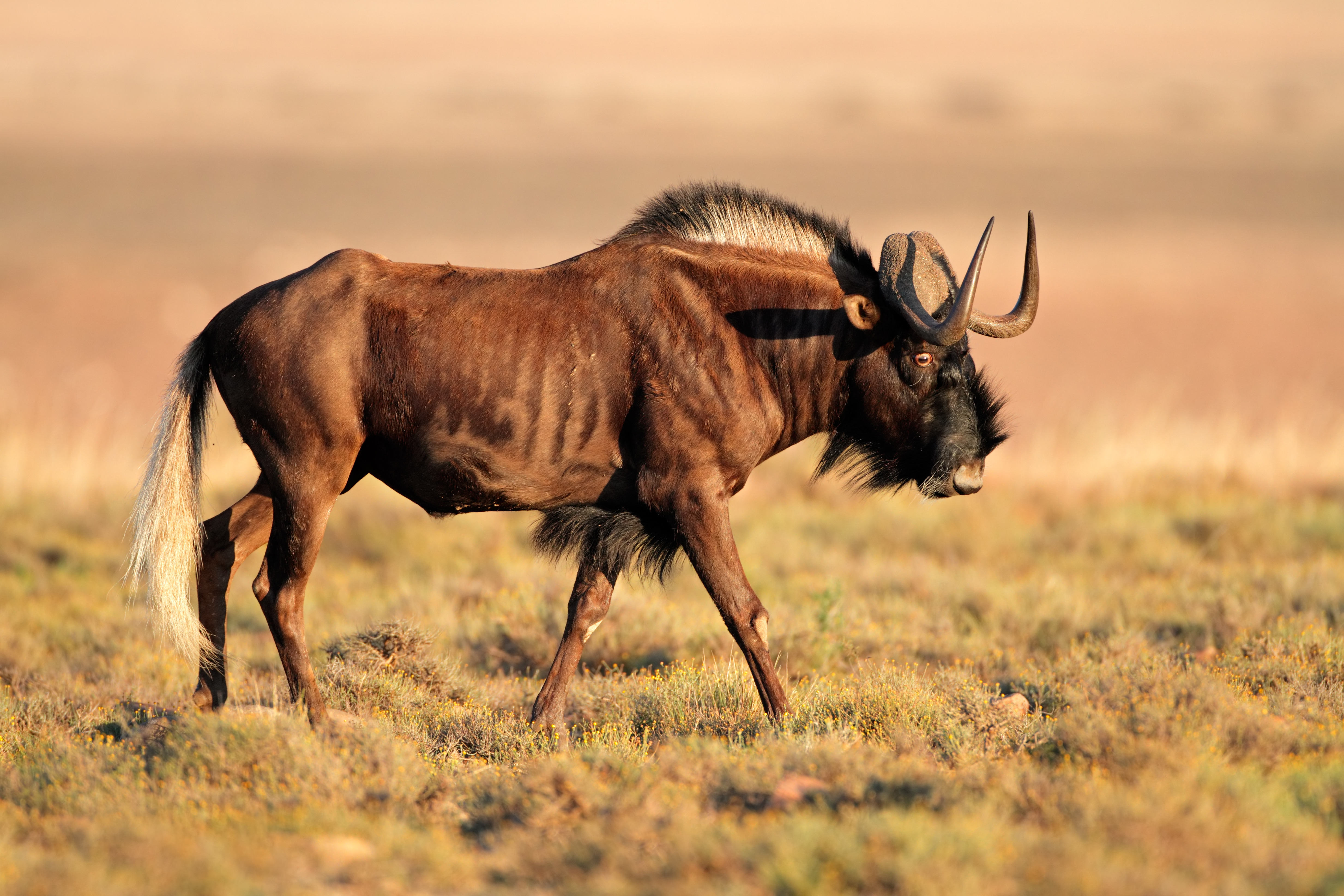 The Black Wildebeest in Africa: Bringing Home a Trophy Bull ...