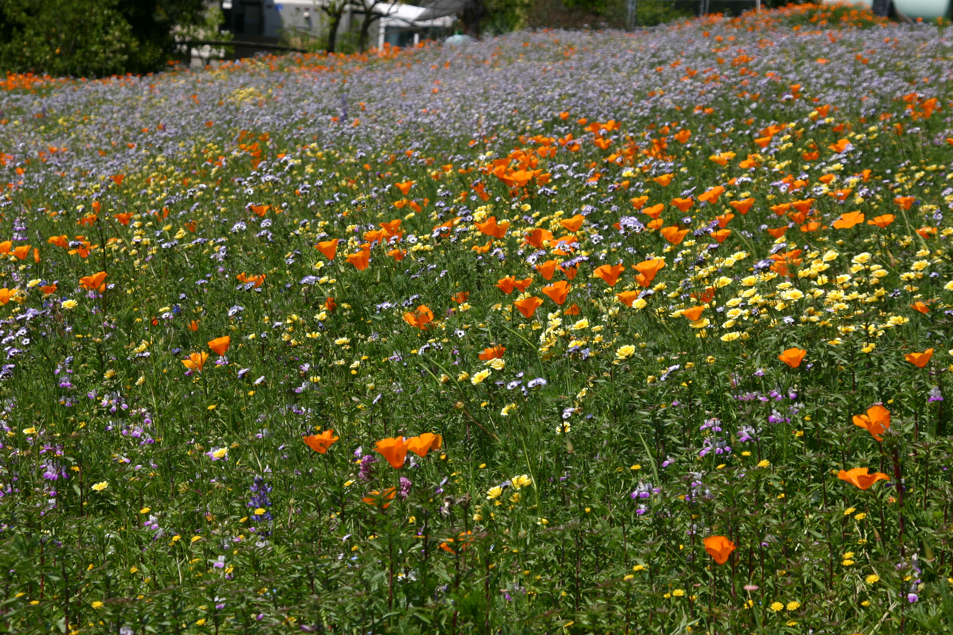 Creating a Native Wildflower Meadow – California Native Plant ...