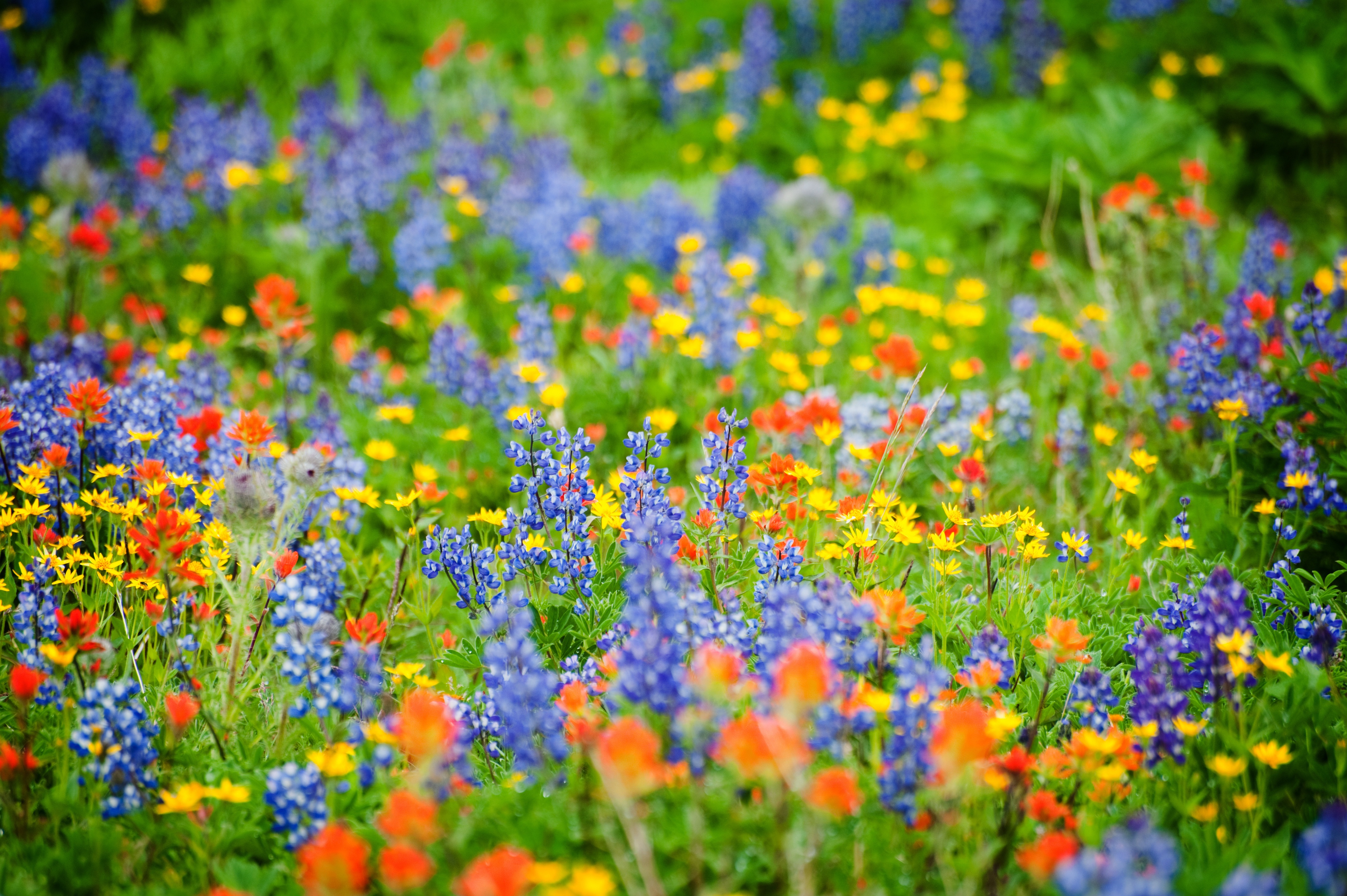 Wildflower viewing in Greater Portland - Travel Portland