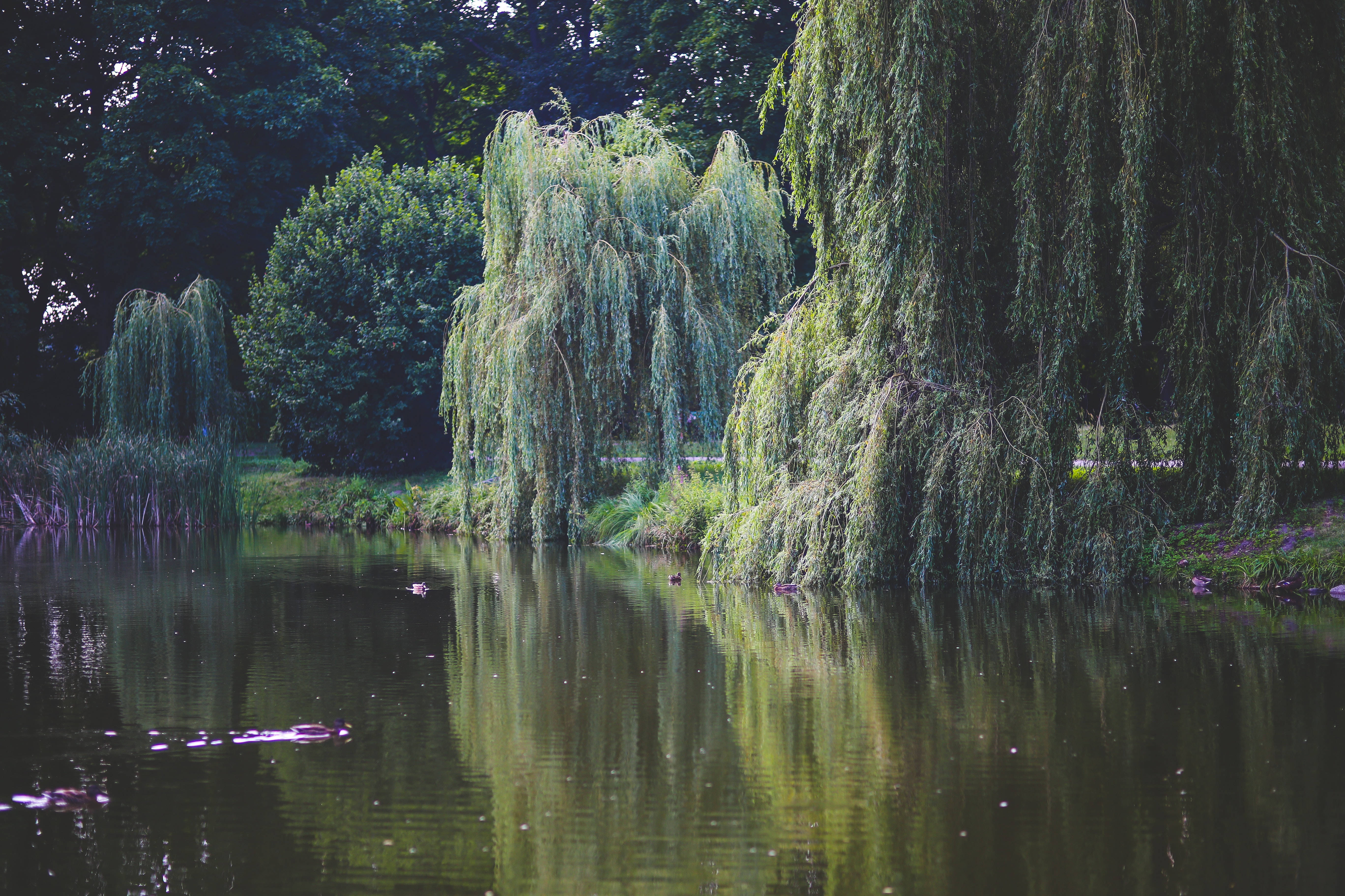 Willow that grow along the river, Beautiful, Pool, Willow, Waterside, HQ Photo