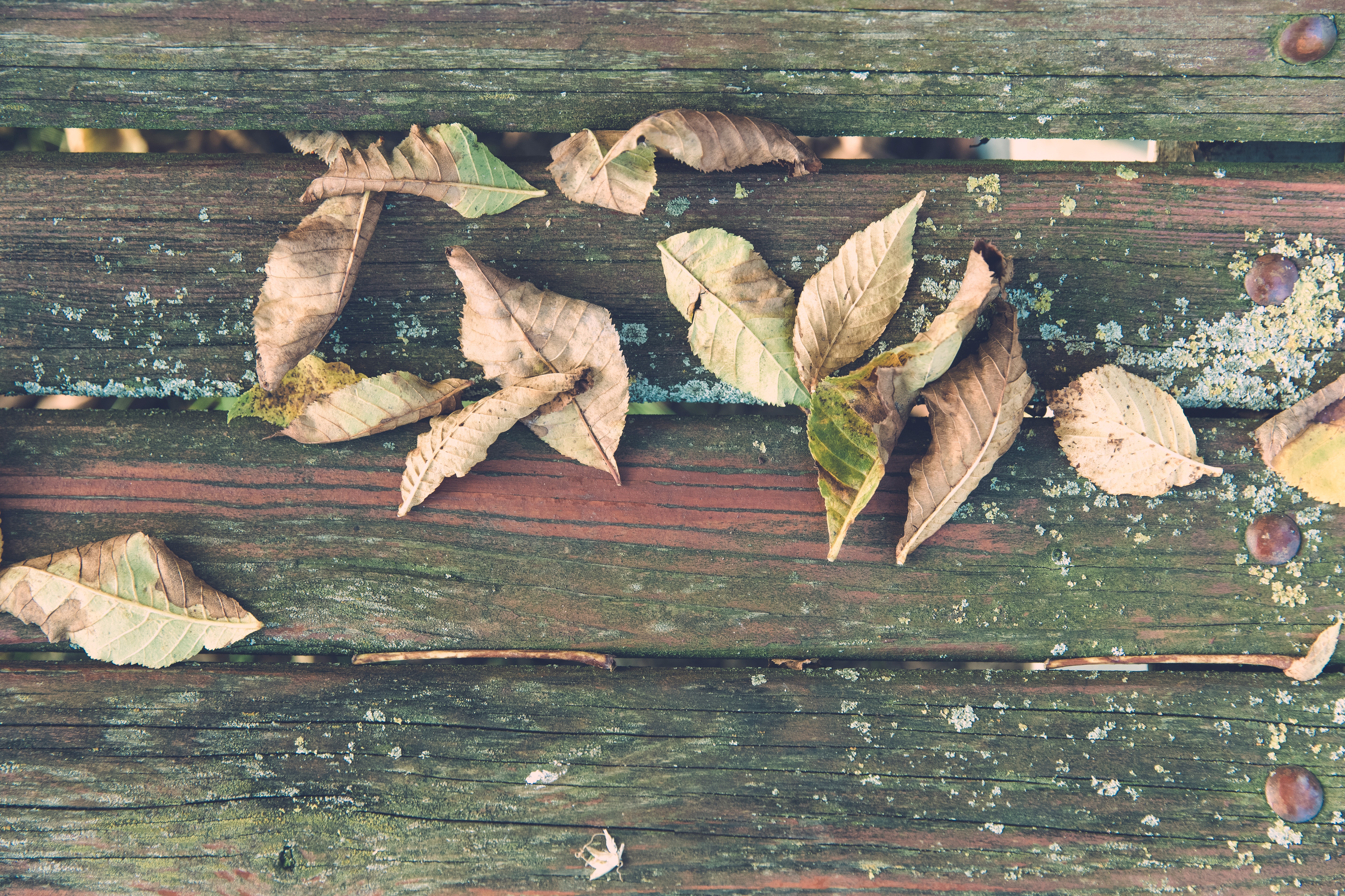Wilted leaves on brown wooden surface photo