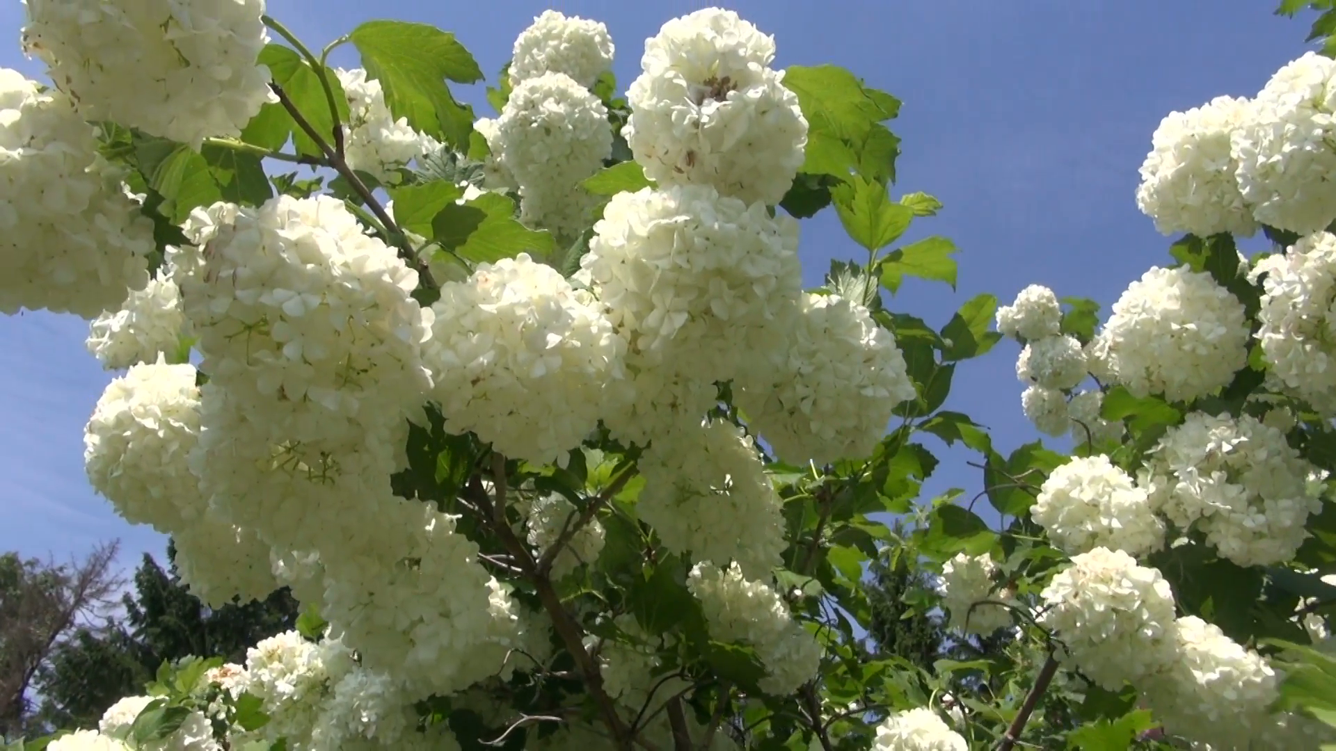 beautiful spring viburnum bush white flowers in wind Stock Video ...
