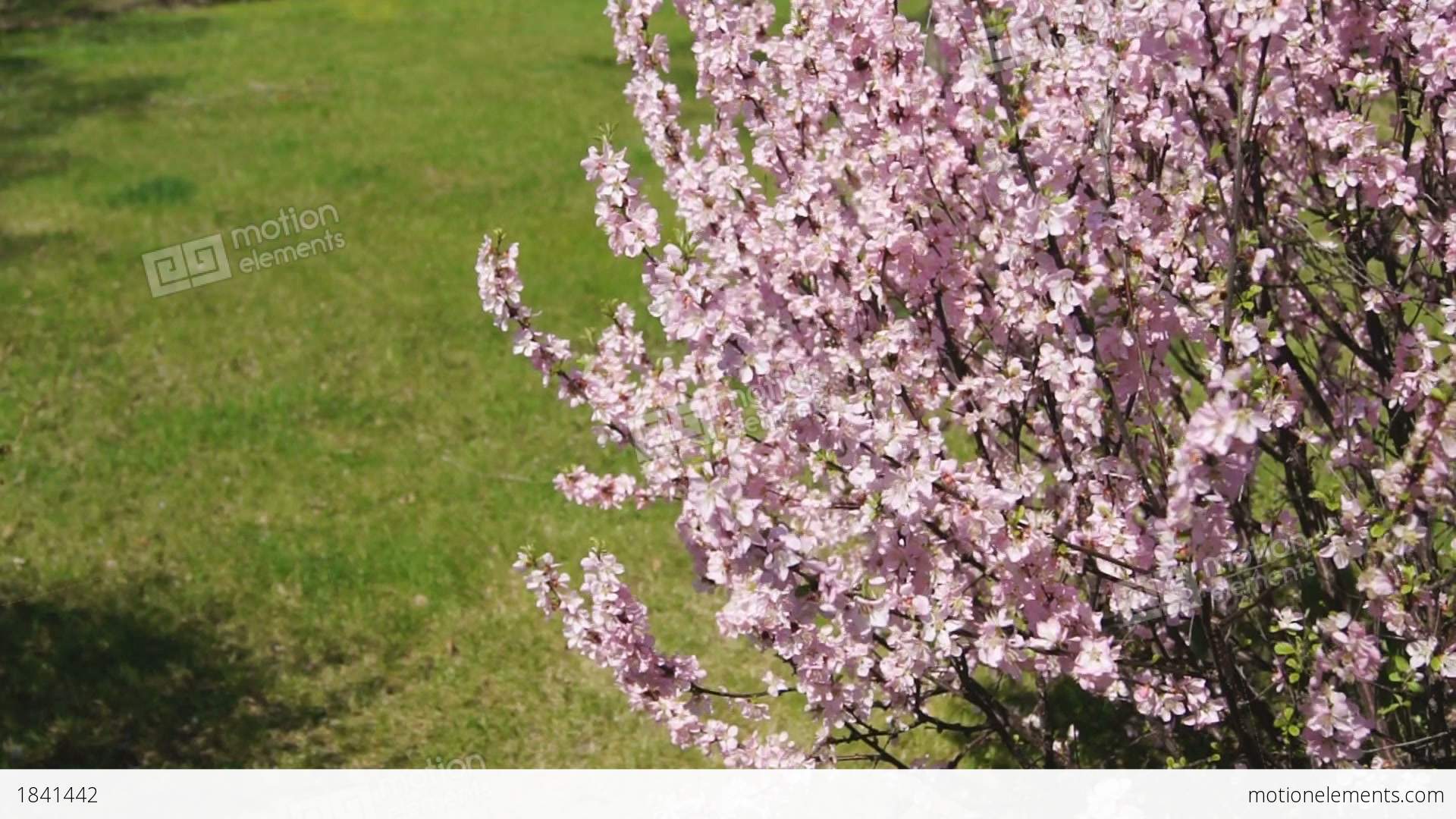 Flowering Apricot Bush, Shaken Wind 02 Stock video footage | 1841442