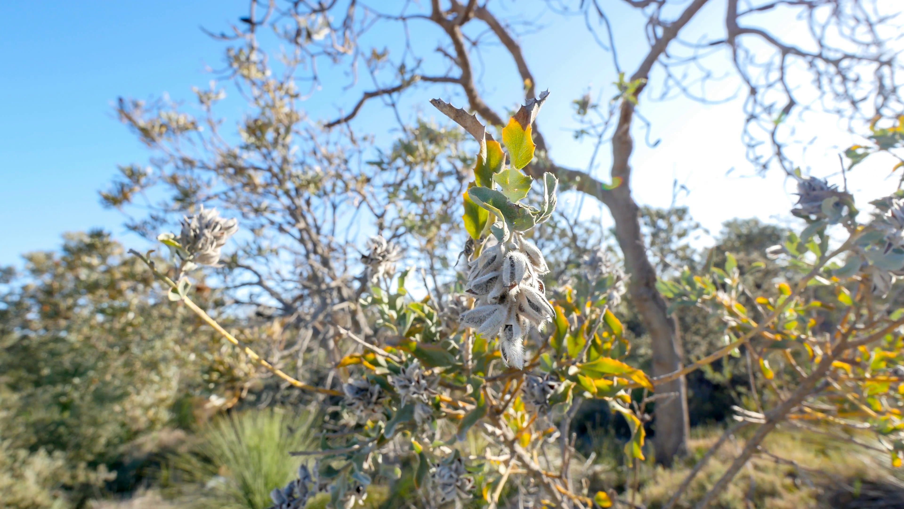 Native Western Australian plant with hanging seeds moving in the ...