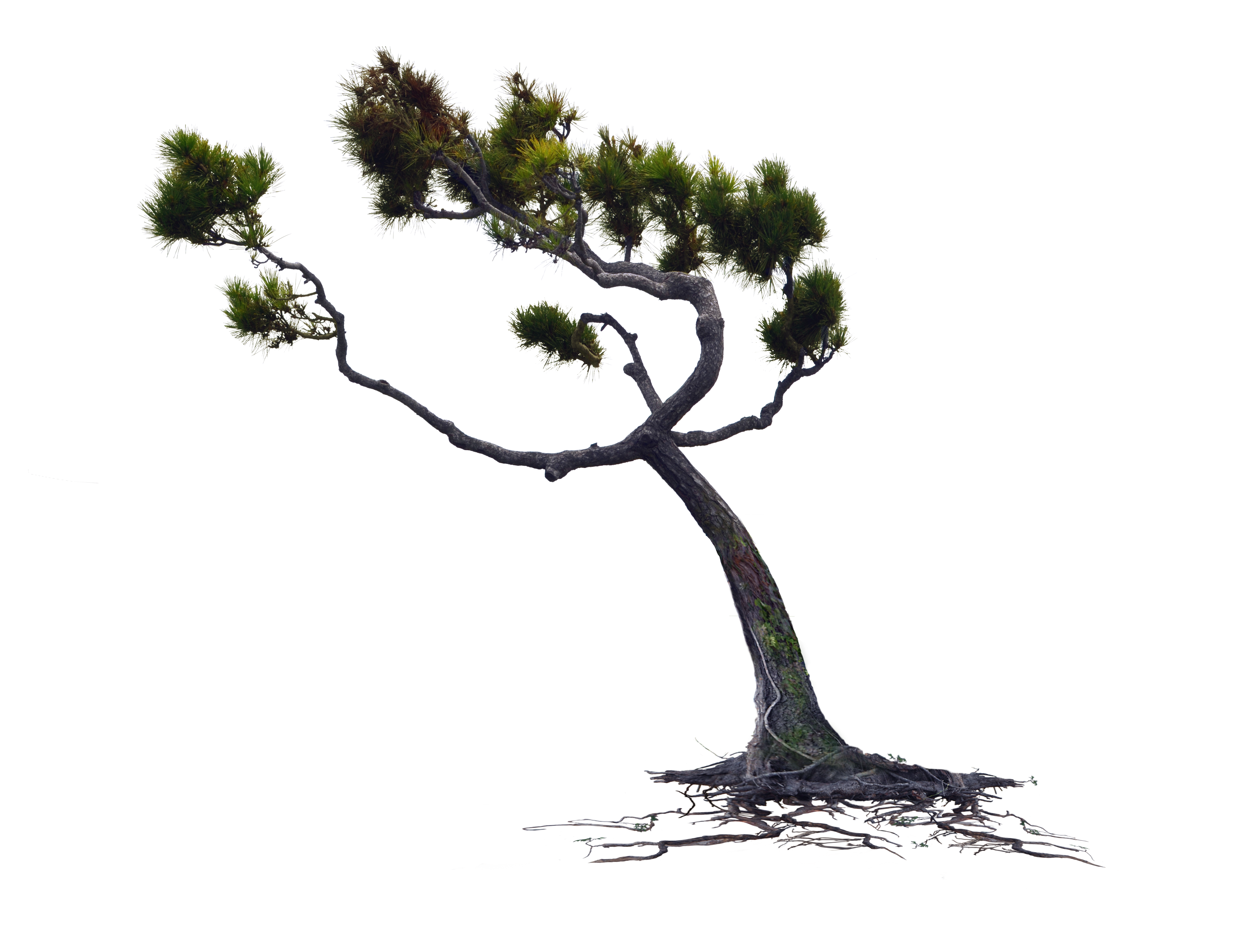 Wind Blown Pine Tree PNG Stock Photo 0167 Rework by annamae22 on ...