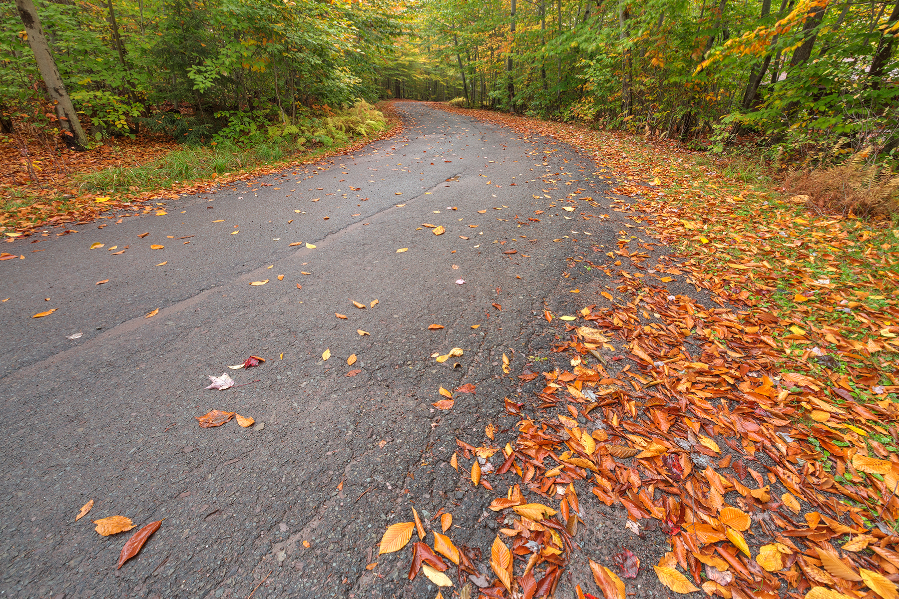 Winding Autumn Forest Road - HDR, America, Plant, Season, Scenic, HQ Photo