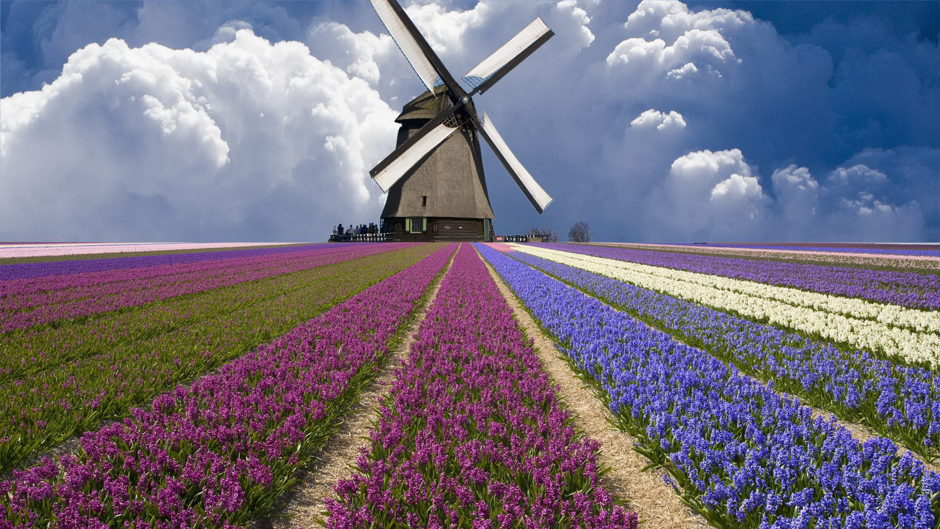 Windmill and fields in Netherlands / 1920 x 1080 / Locality ...