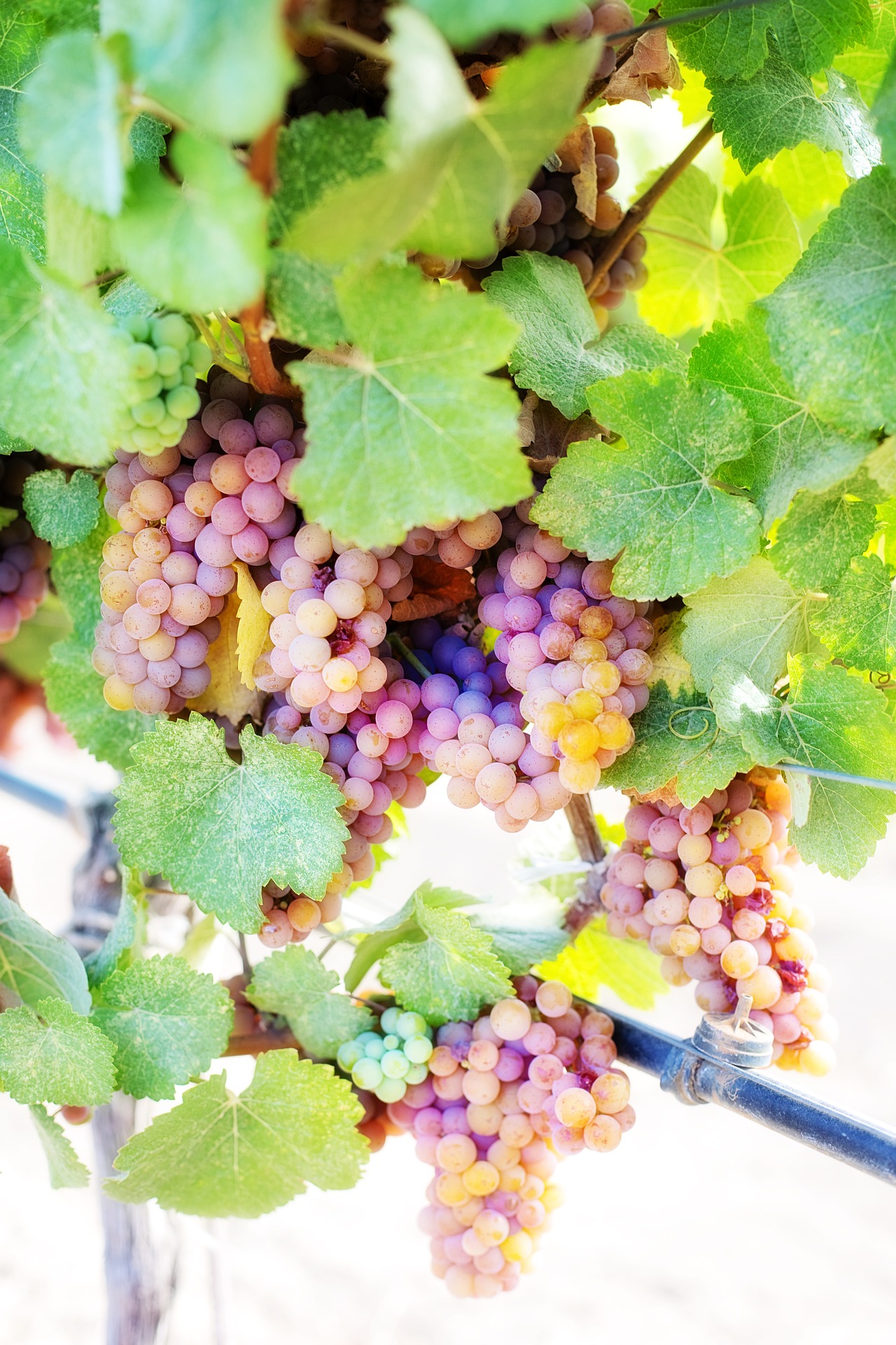 Wine grapes photo