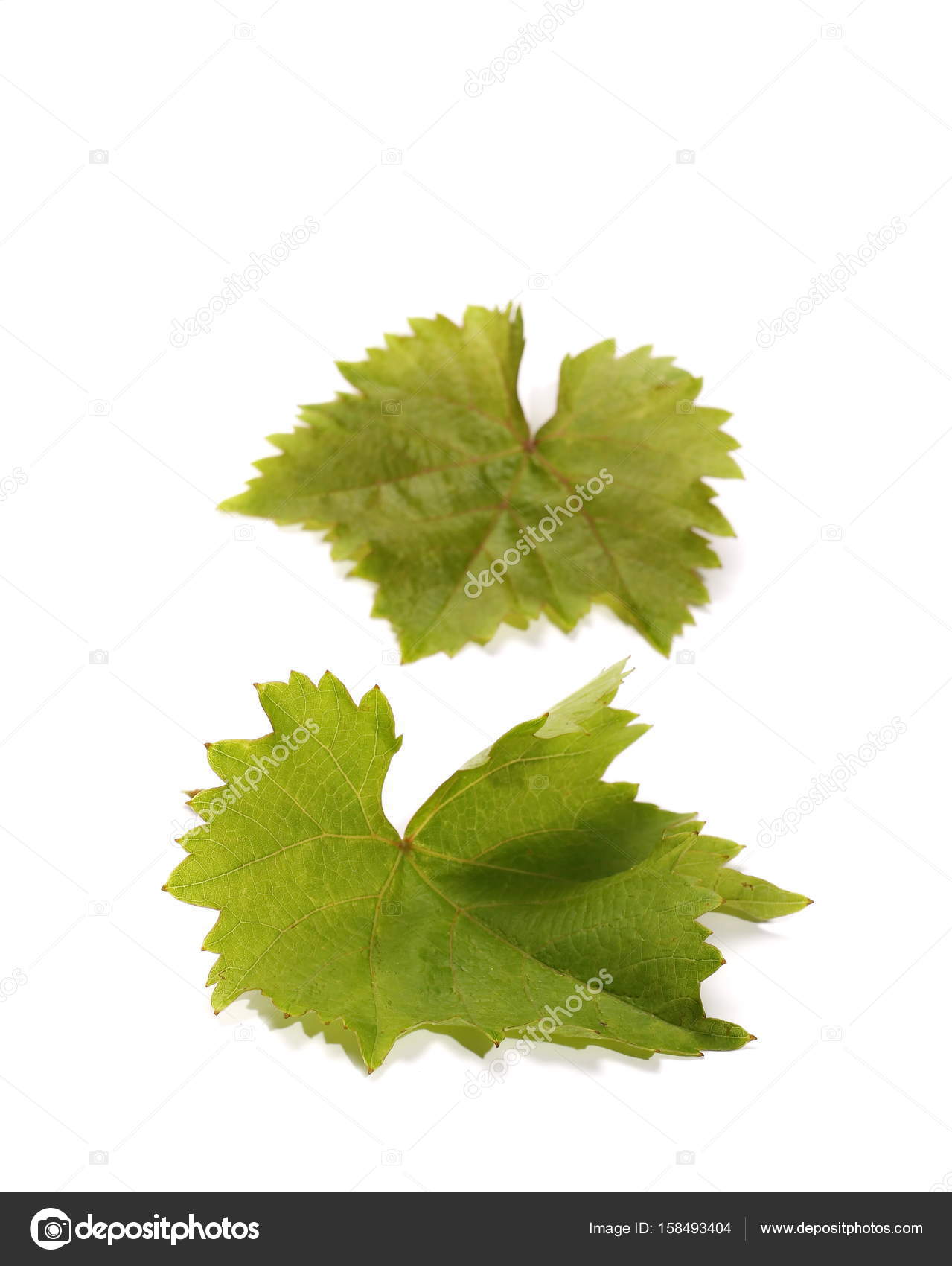 young twisting wine leaf isolated on white — Stock Photo © dusan964 ...