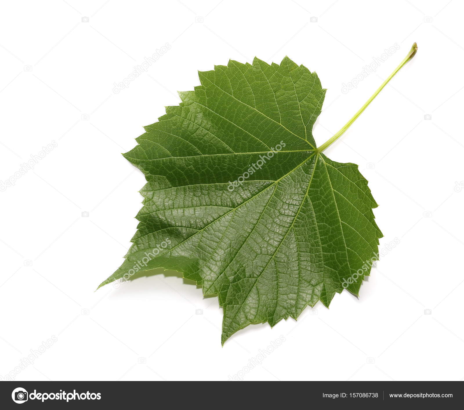 young twisting wine leaf isolated on white — Stock Photo © dusan964 ...