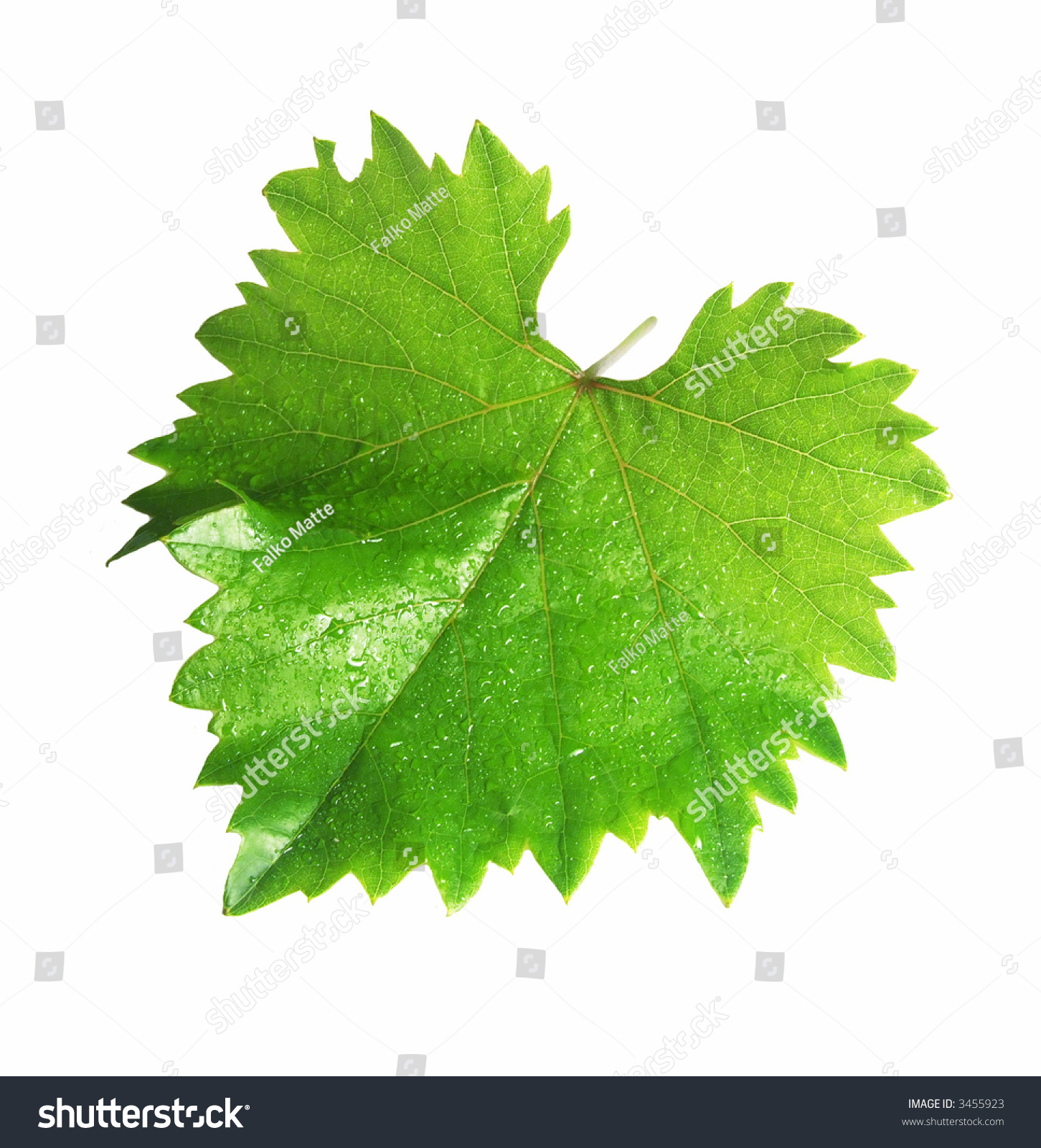 Wine Leaf Stock Photo (Royalty Free) 3455923 - Shutterstock