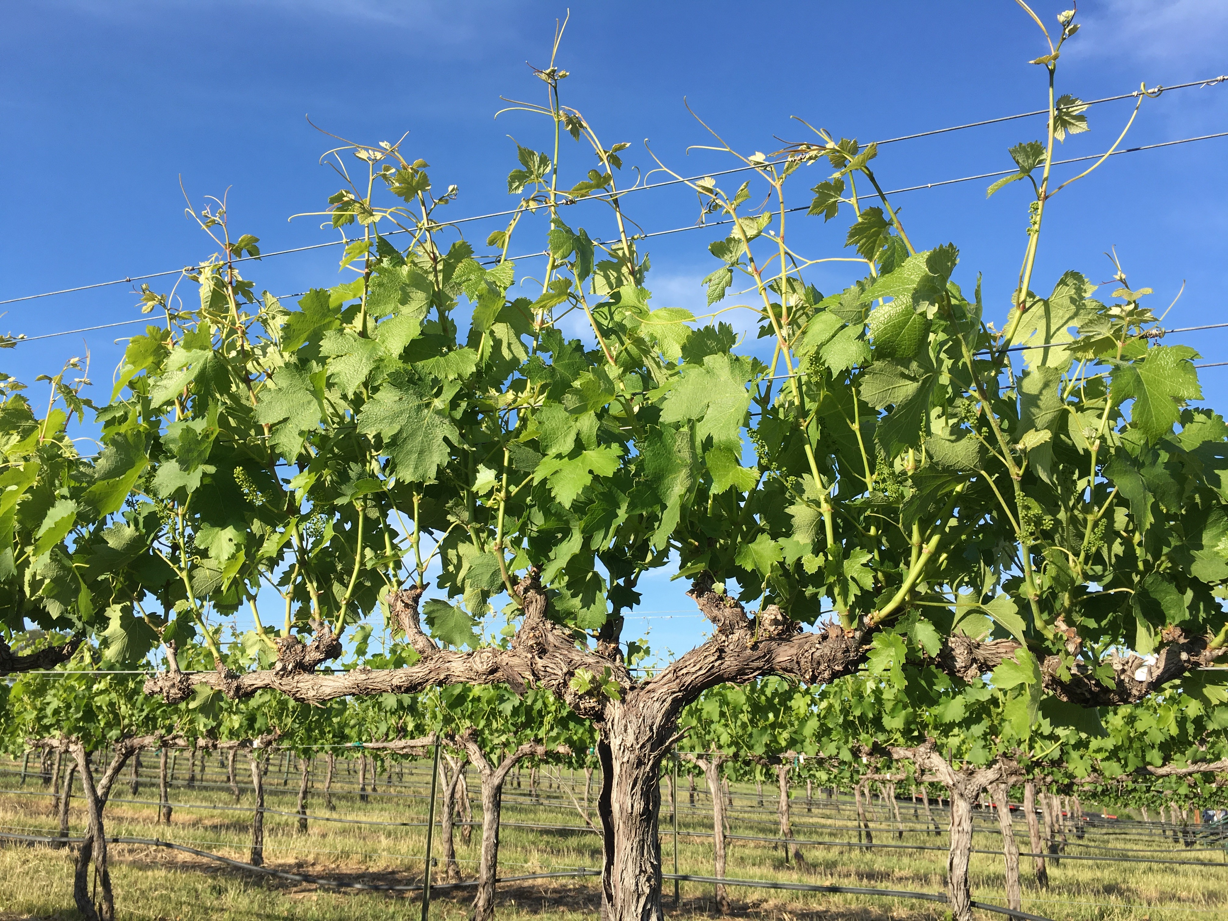 Blog - Wedding Oak Winery