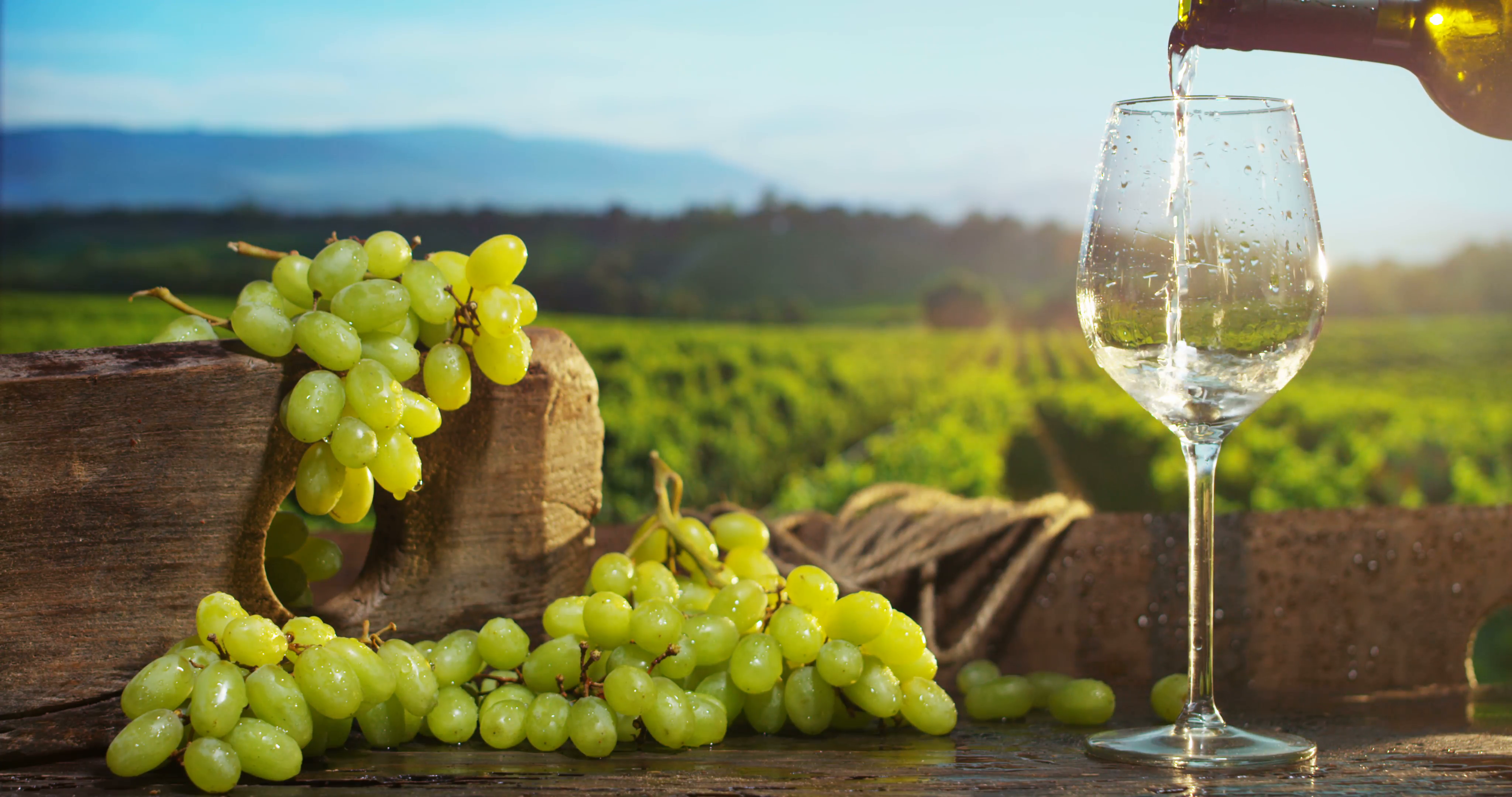 sommelier in wineyard pouring italian white wine in glass in slow ...
