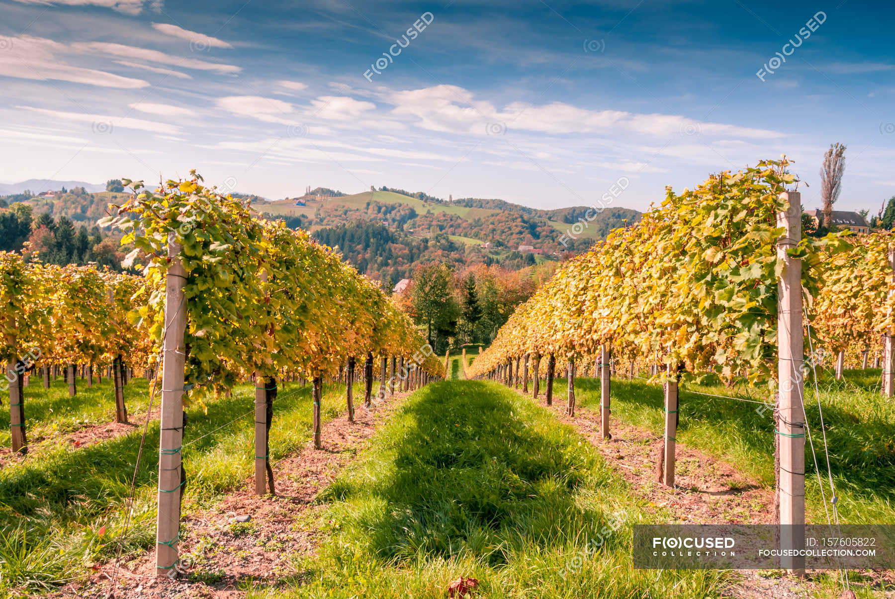 Landscape with wineyard rows — Stock Photo | #157605822