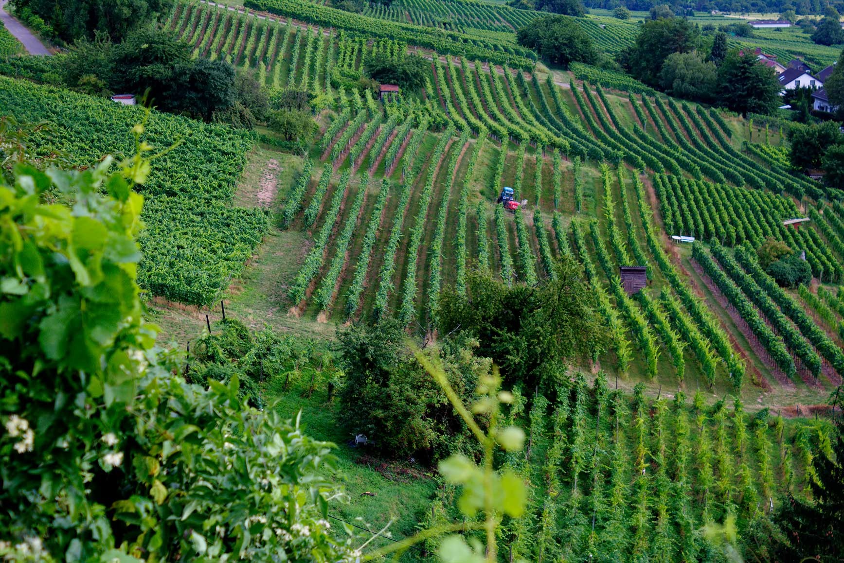 Fields: Gruen Im Weinberg Green Reihen Wineyard Full HD for HD 16:9 ...