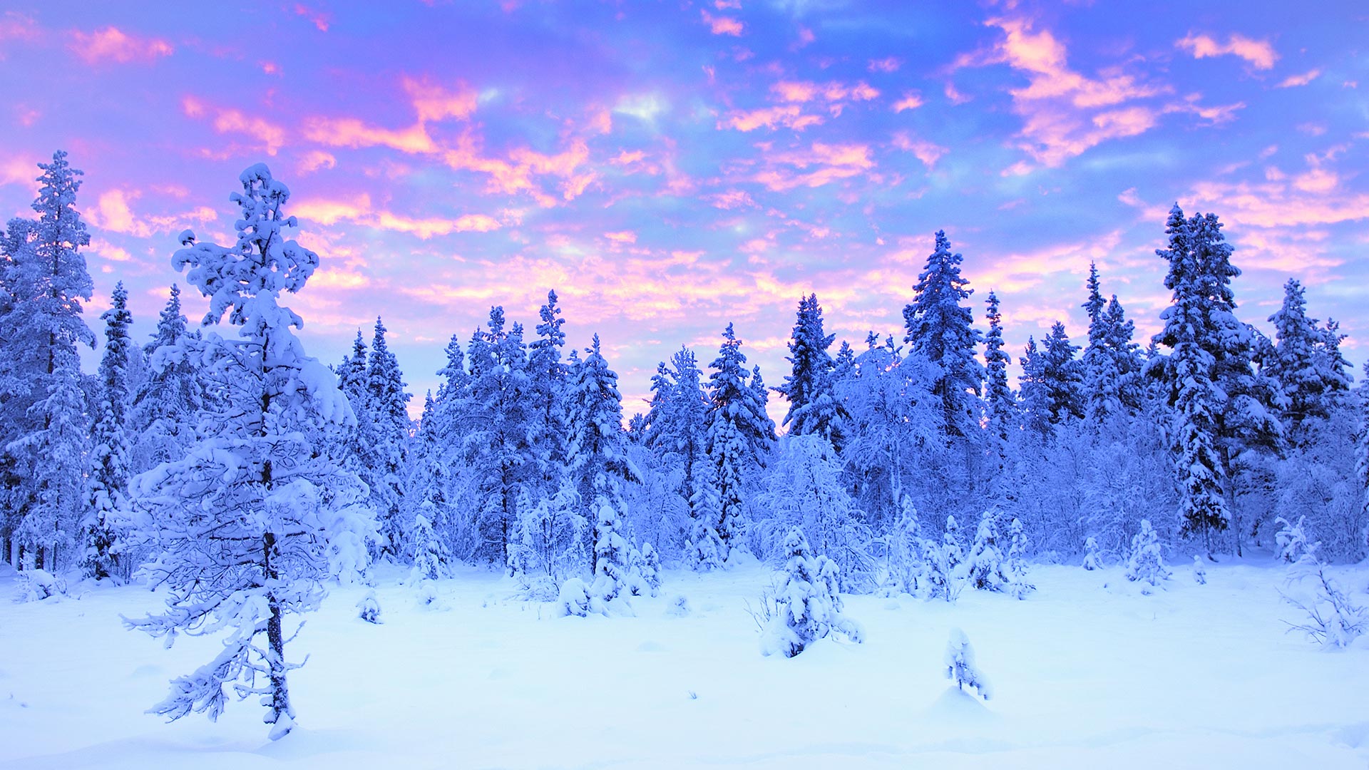 Lapland Winter Travel : Travel and Tour Packages to the Swedish ...