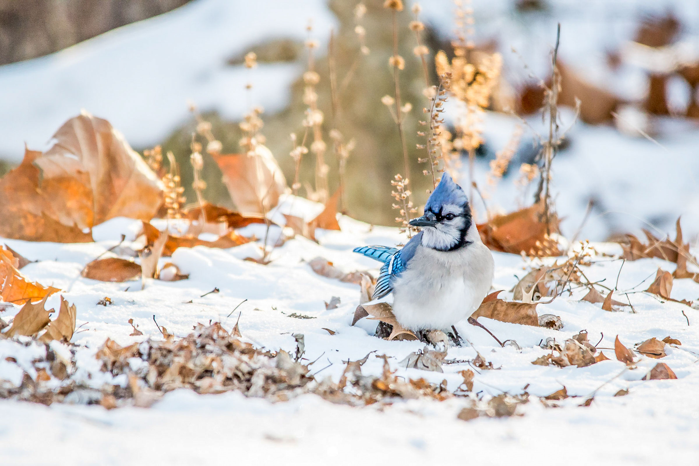 To Help Birds This Winter, Go Easy on Fall Yard Work | Audubon
