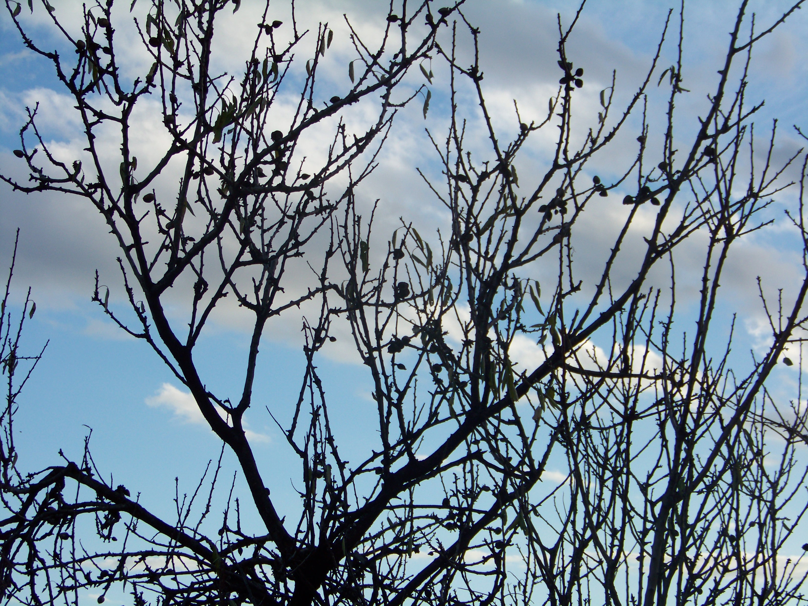 Winter, Bare, Blue, Branches, Clouds, HQ Photo