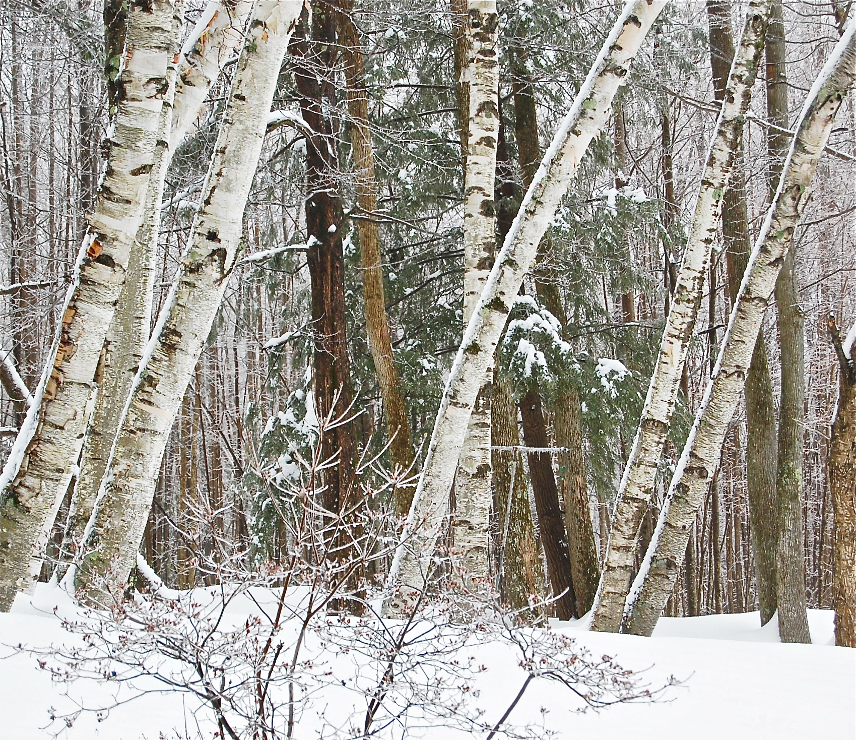 Winter Birch Trees | The Ripest Pics