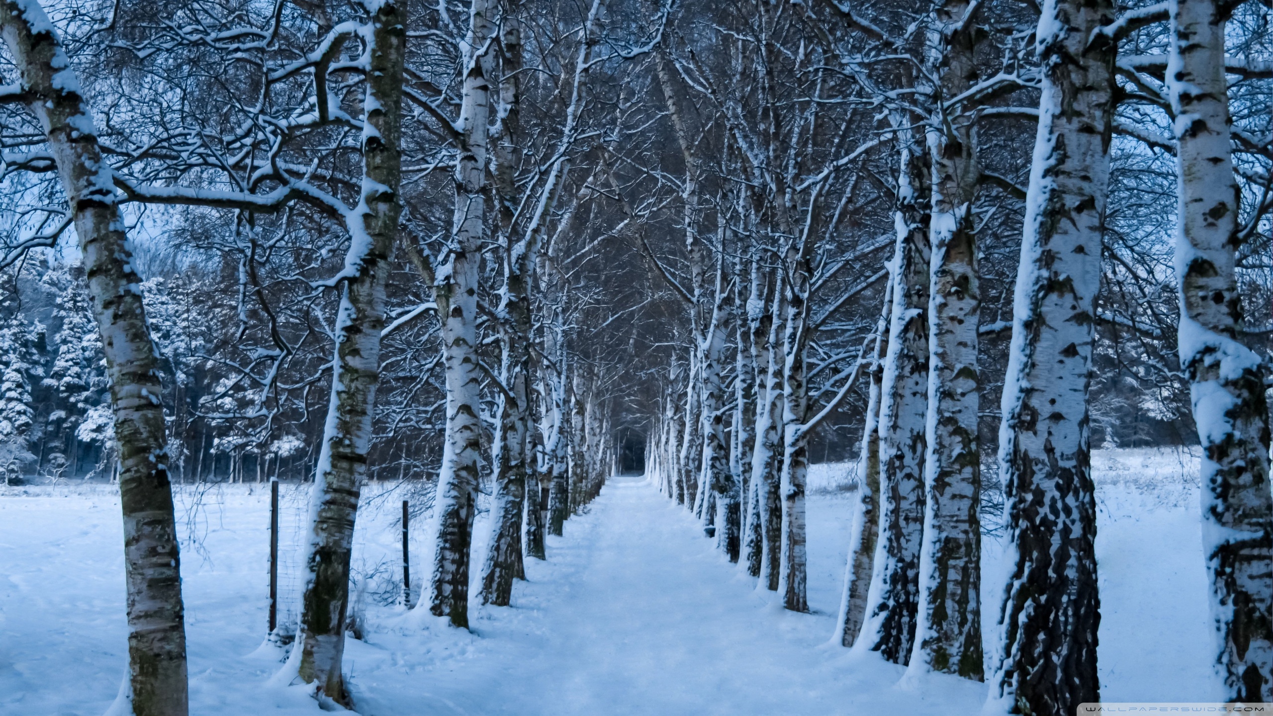 Birch Trees Alley, Winter ❤ 4K HD Desktop Wallpaper for 4K Ultra HD ...