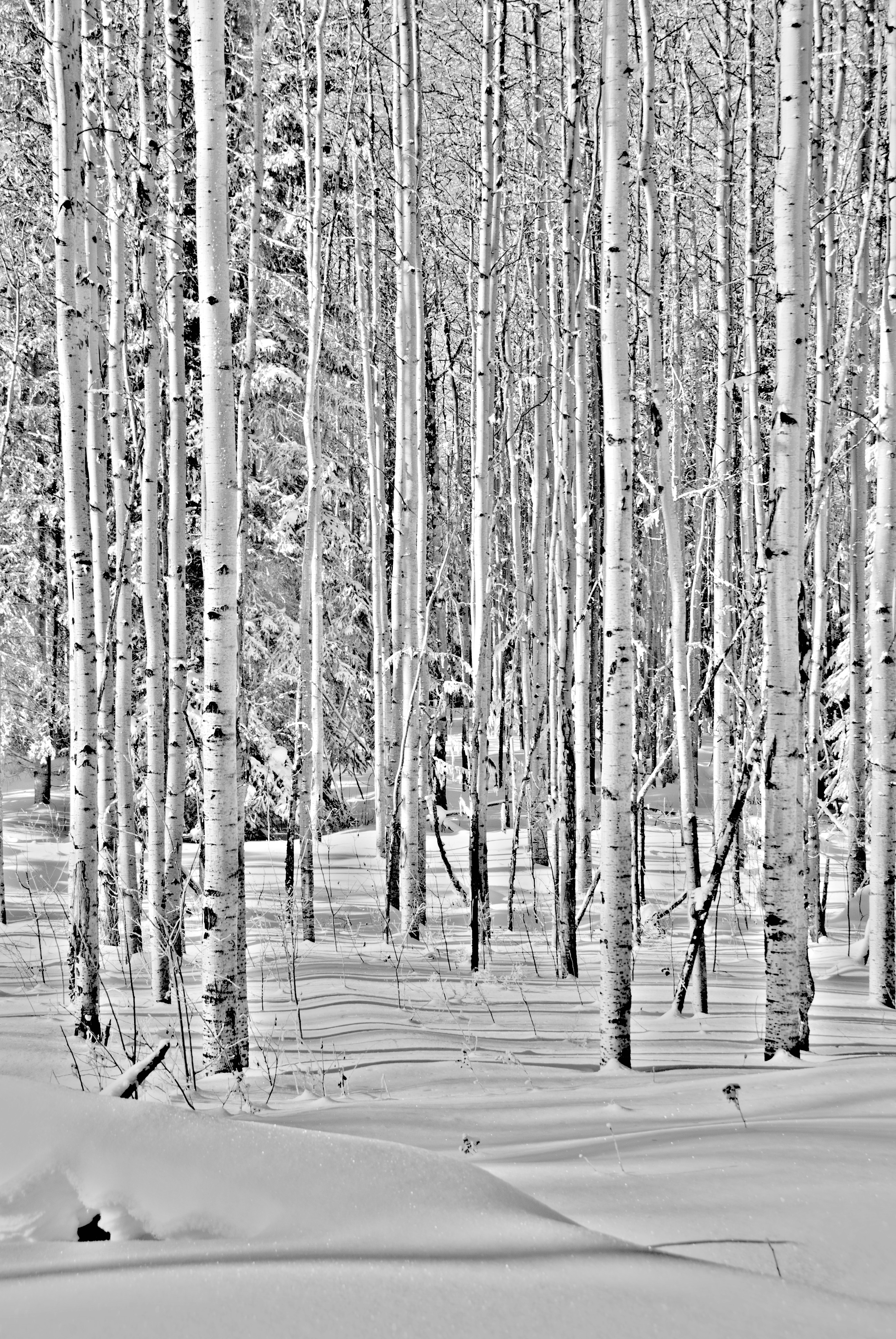 Winter | Derek Chambers Photography