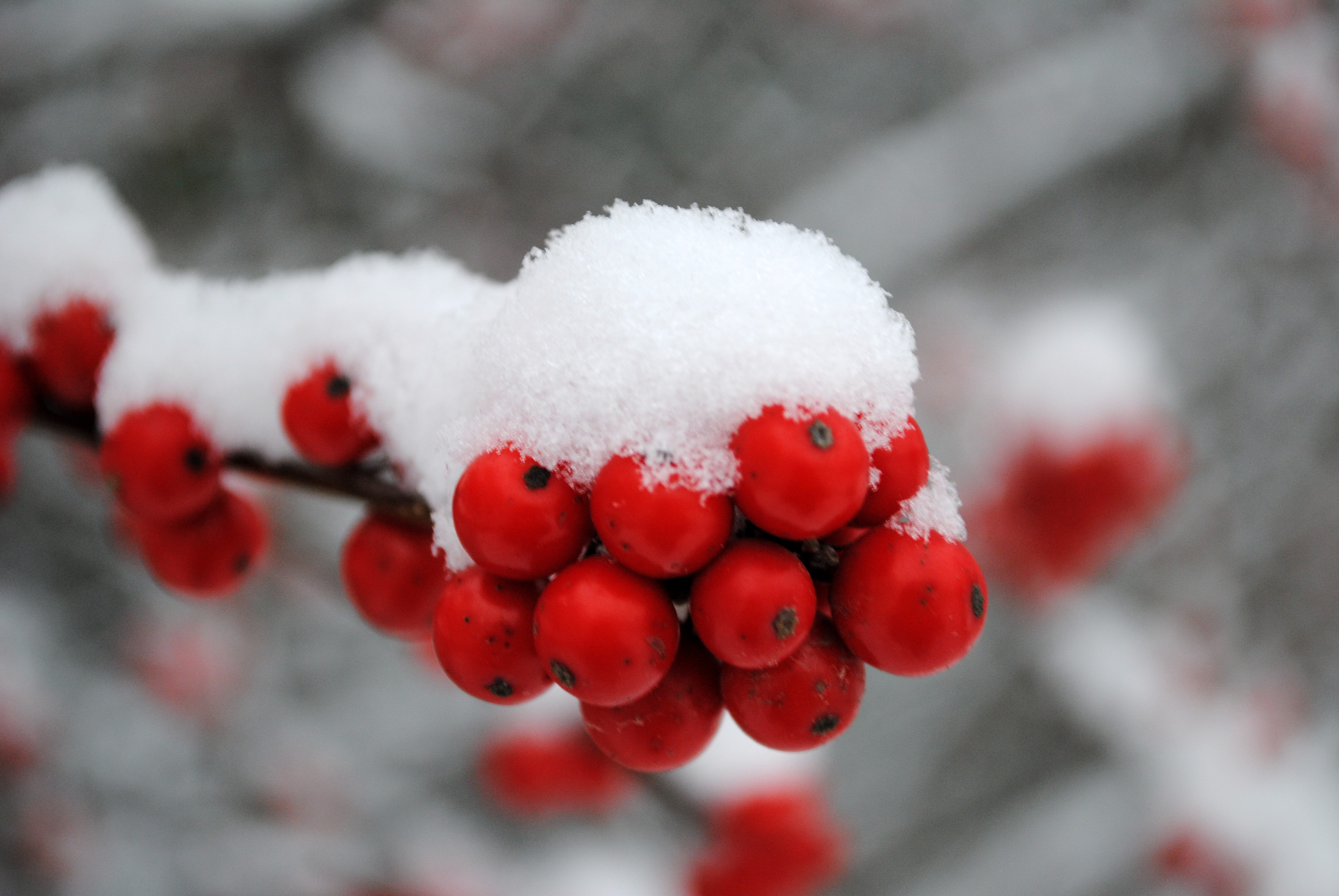 File:CA Winter berries (5352294763).jpg - Wikimedia Commons