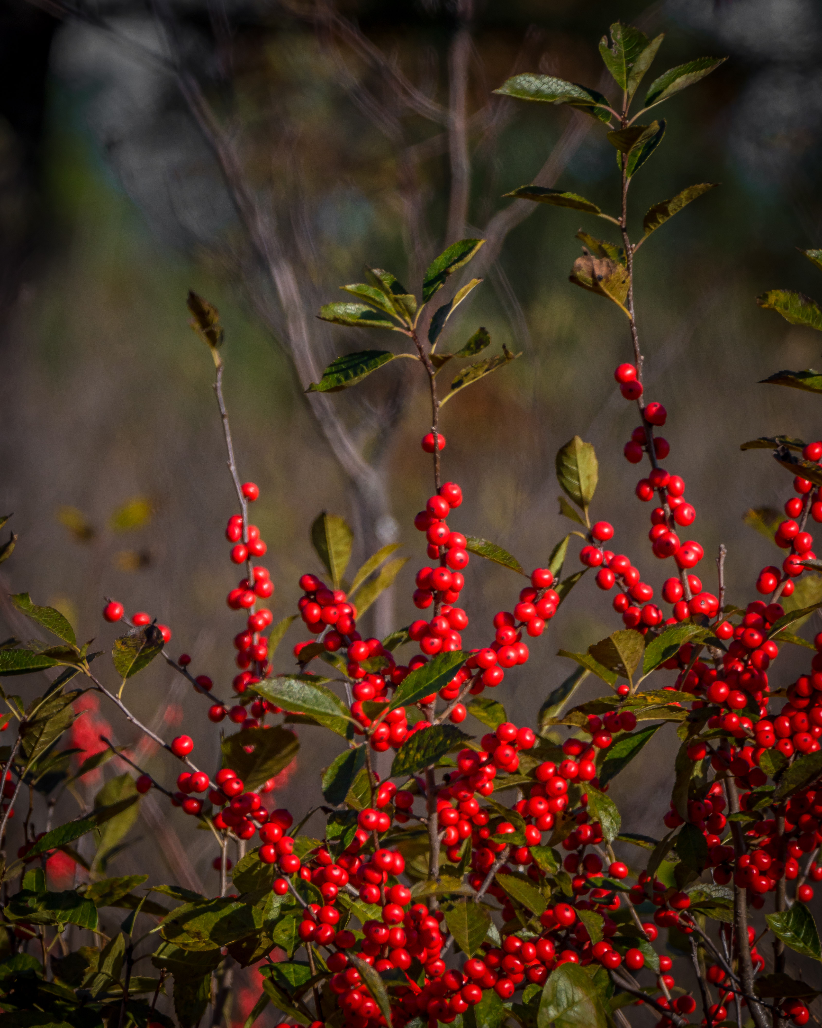 20171016 Fall Colours, Winterberries | Brtthome's Blog