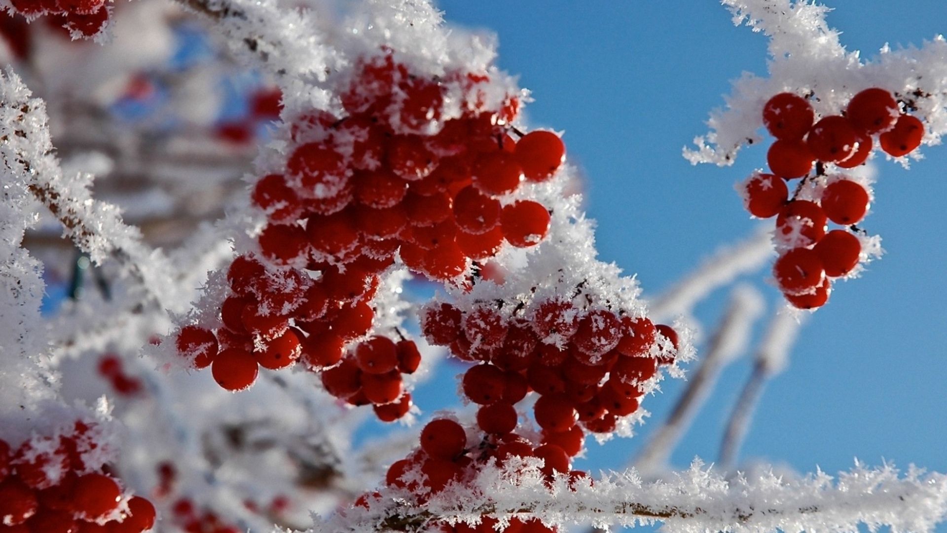Winter frost red berries snow twig branch macro wallpaper ...