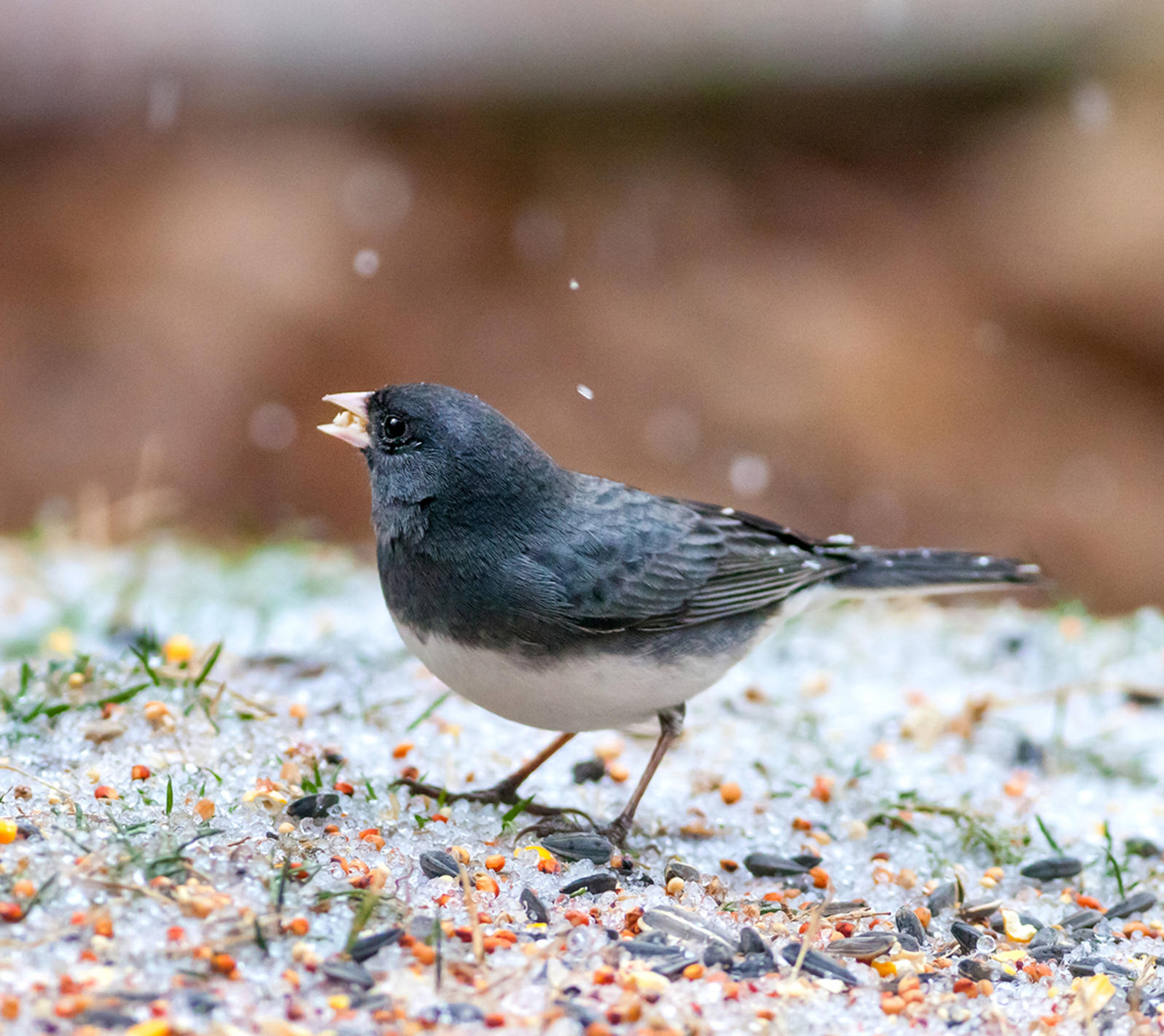 How to Welcome Winter Birds | Audubon