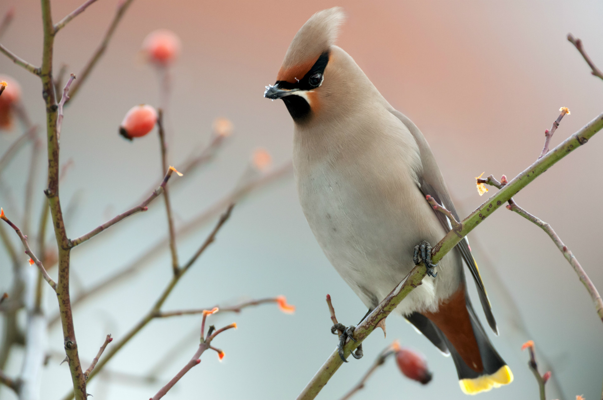 winter bird • Arbor Day Blog