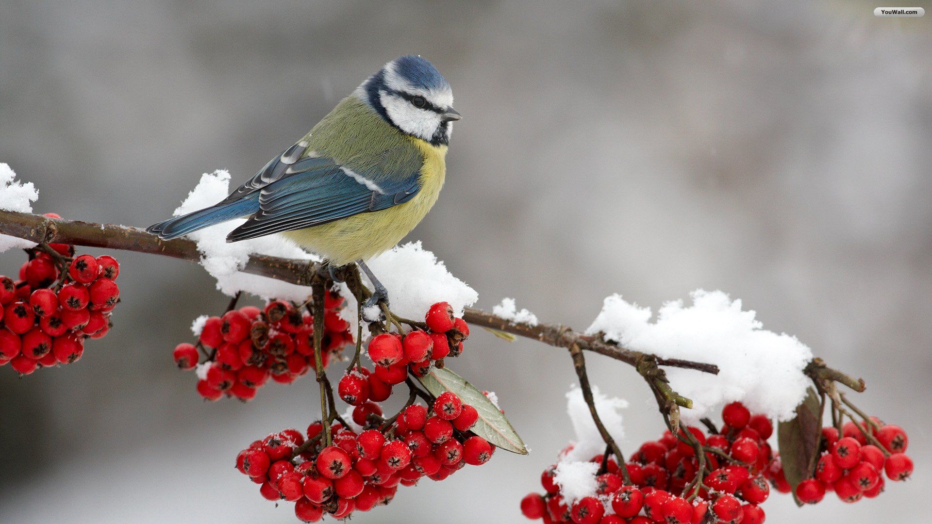 Photos of Winter birds to share on facebook | Ventube.com Birds In ...