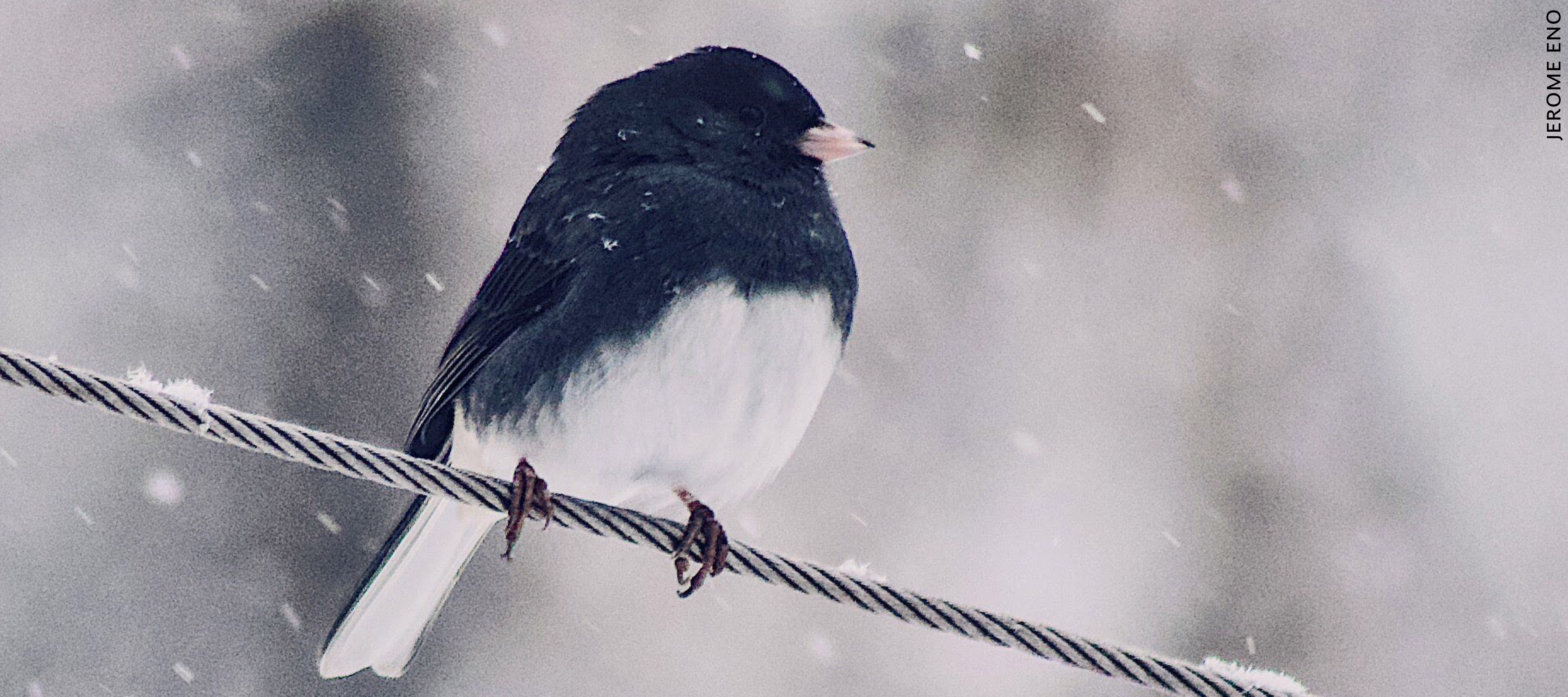 Winter Bird Census at the Schuylkill Center, January 6