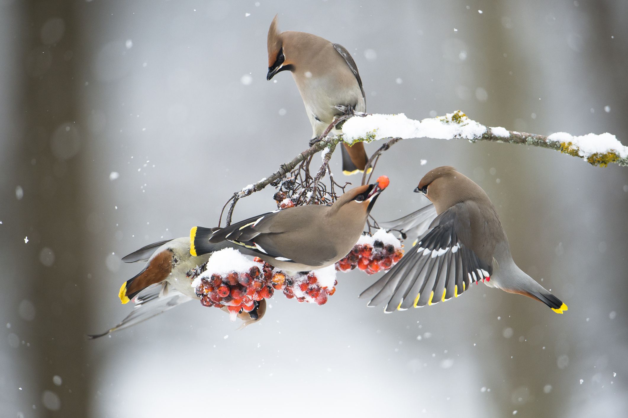 What Winter Birds Eat - Good Winter Foods