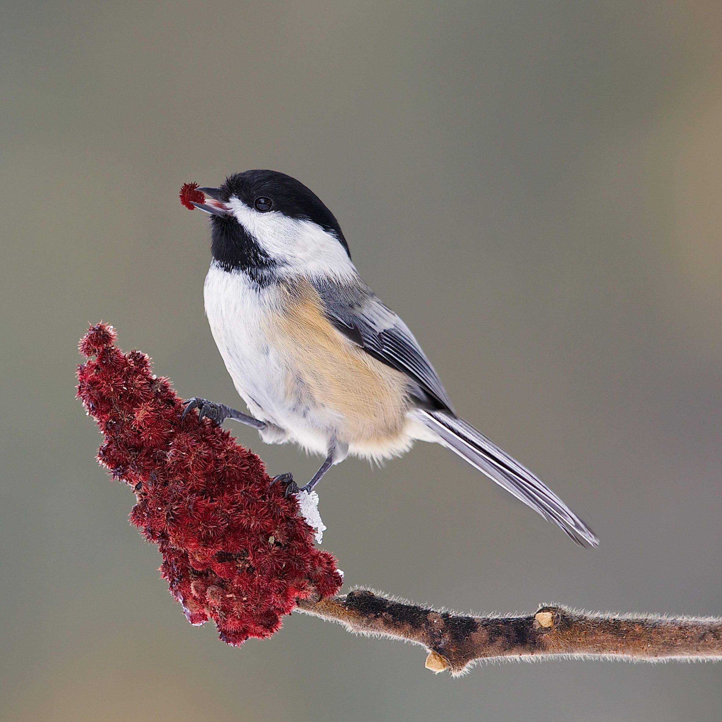 Welcome winter birds to your yard. The winter months are an ...