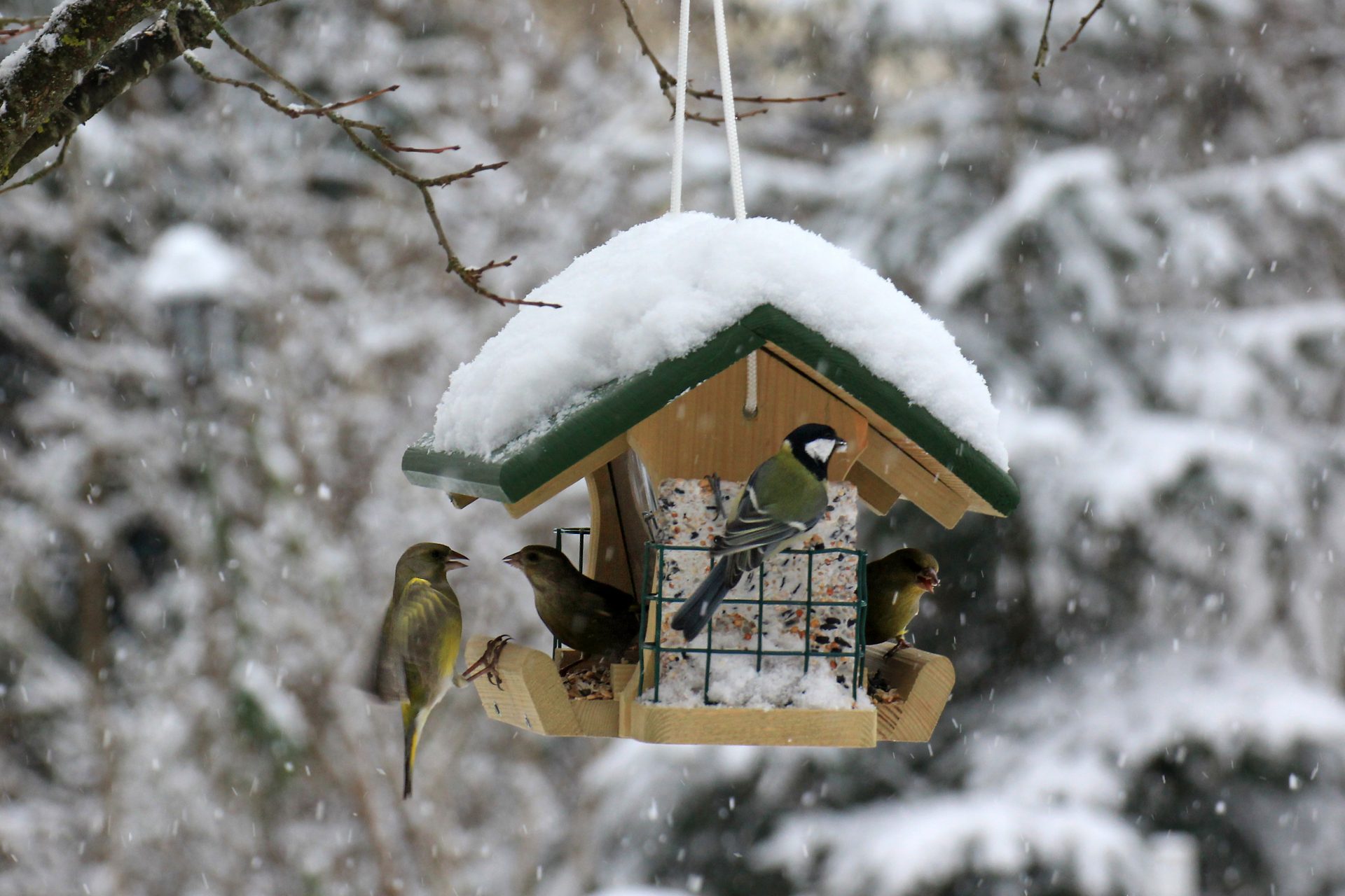 Winter birdhouse photo