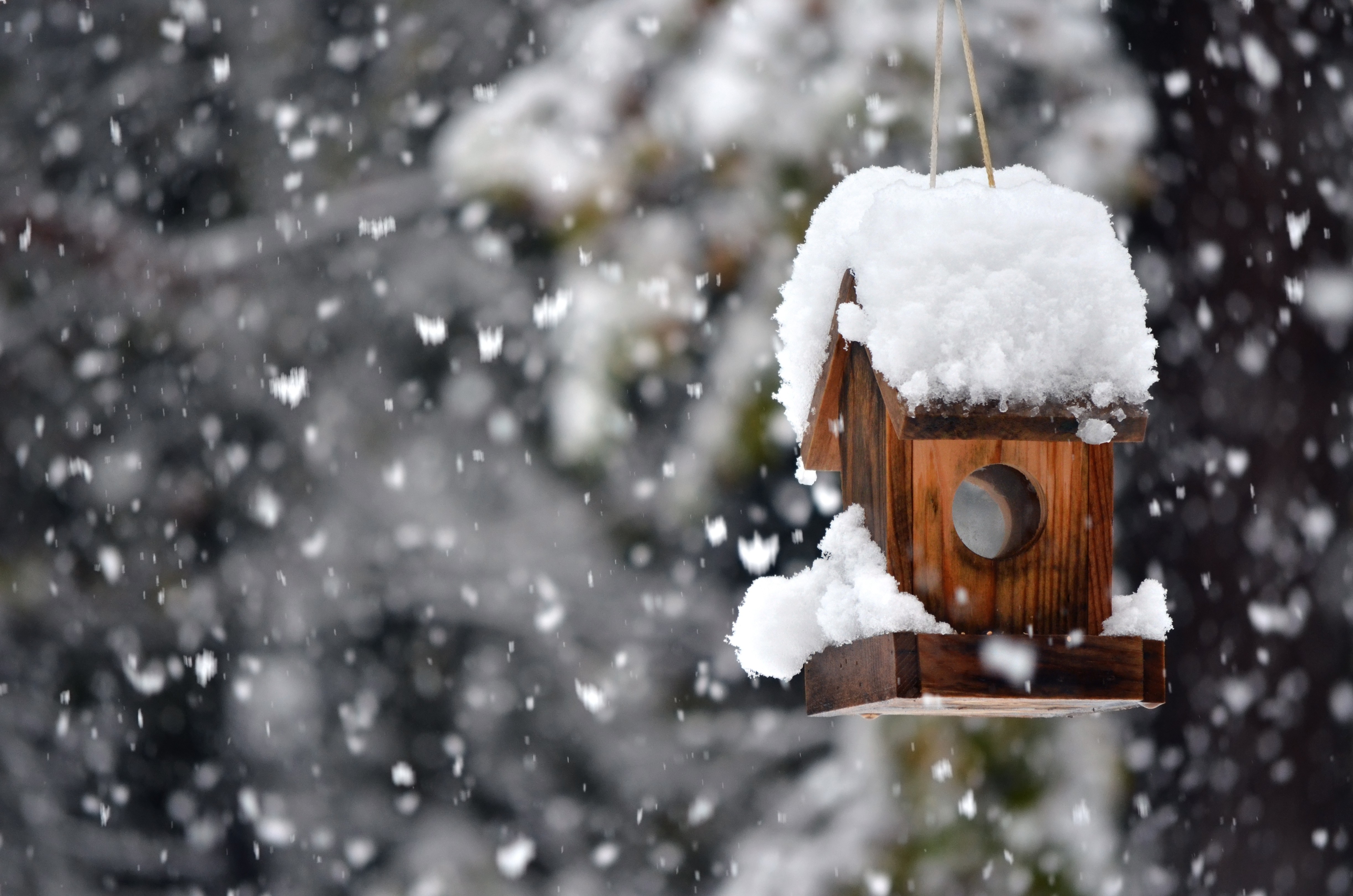 Winter: Lovely Nature Sweet Snow Winter Home Birdhouse Desktop ...